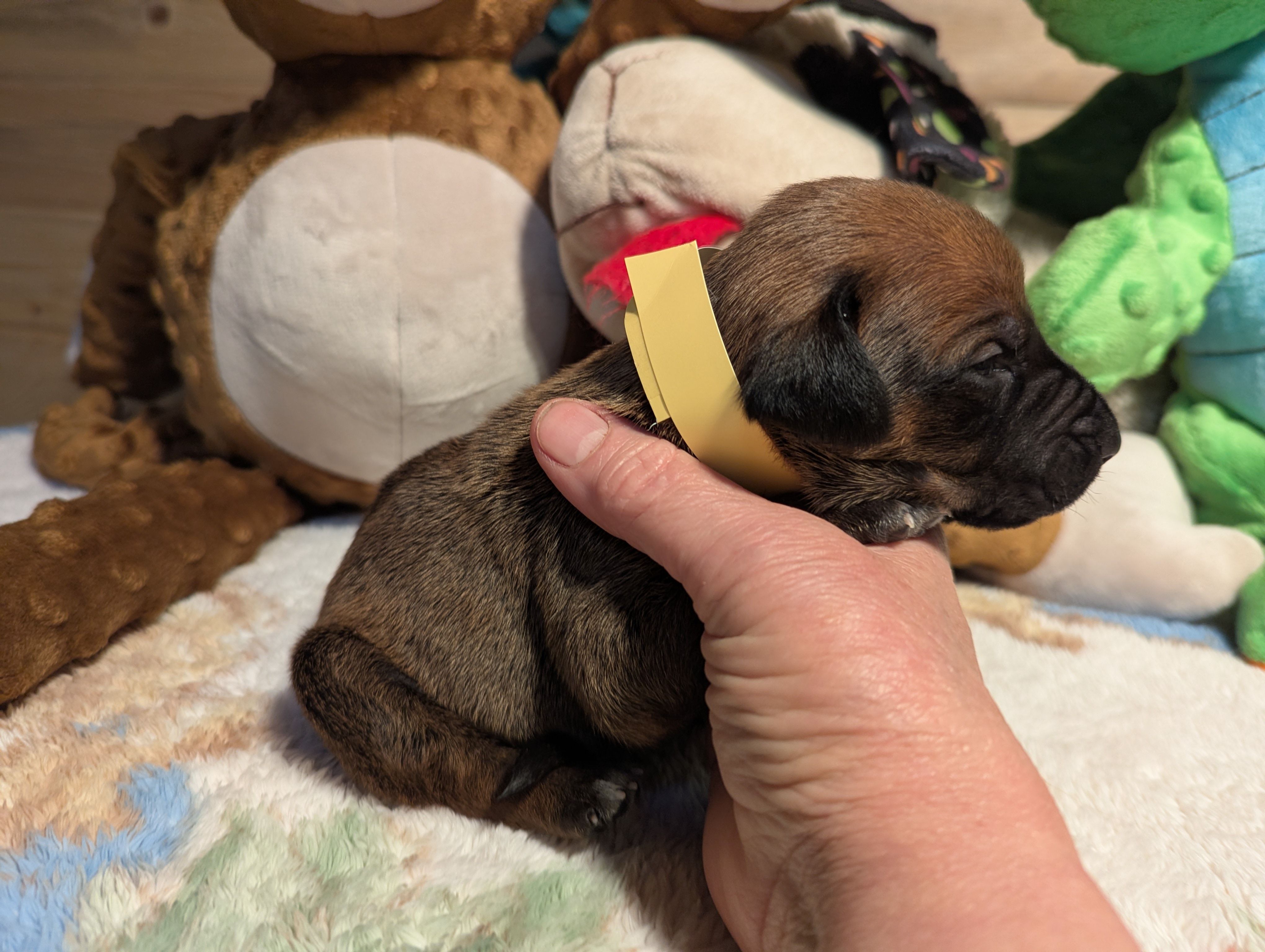 YELLOW BOY – Rhodesian Ridgeback puppy for sale in Packwood, WA