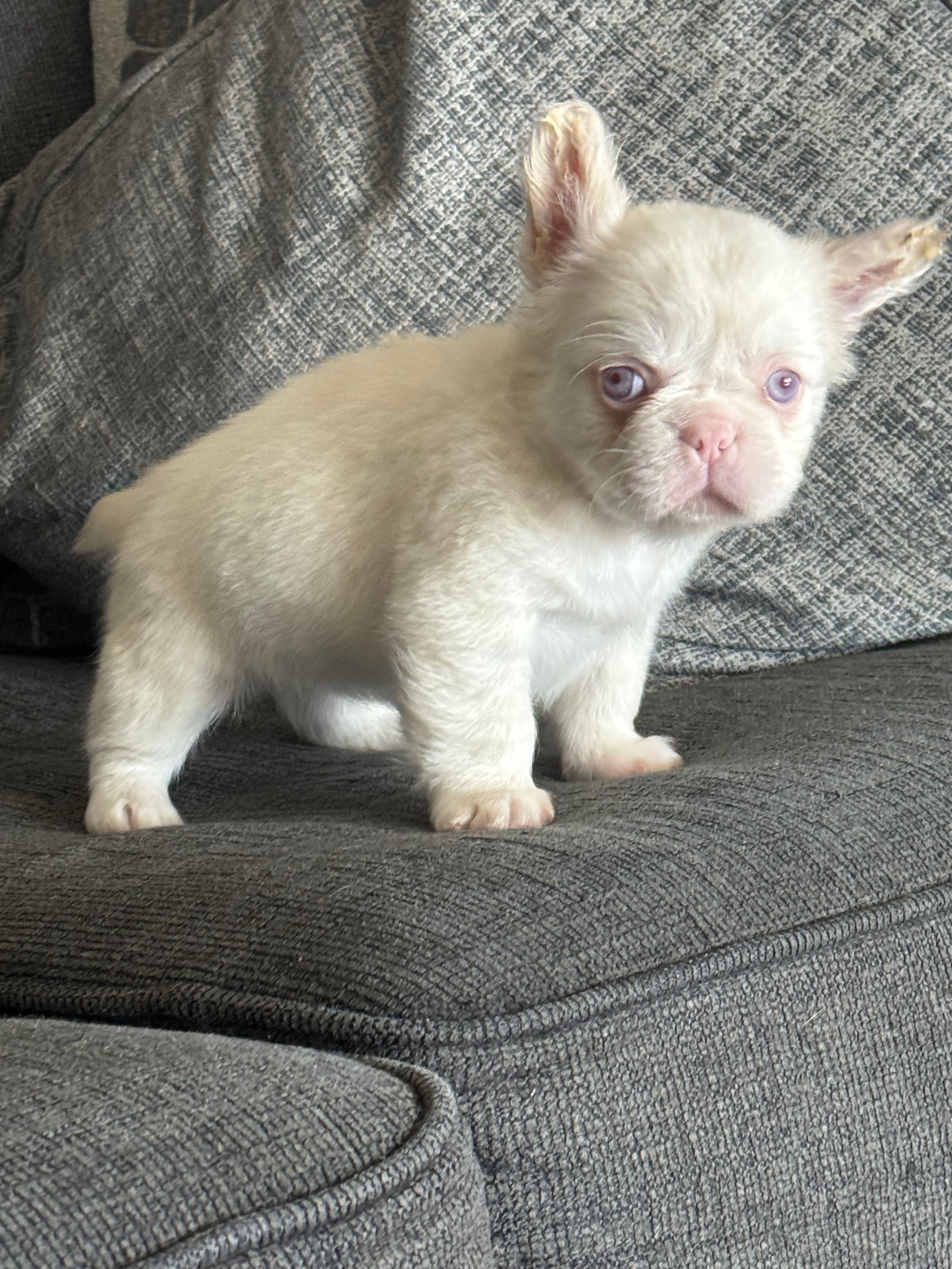 Pink Polka – French Bulldog puppy for sale in Folsom, CA