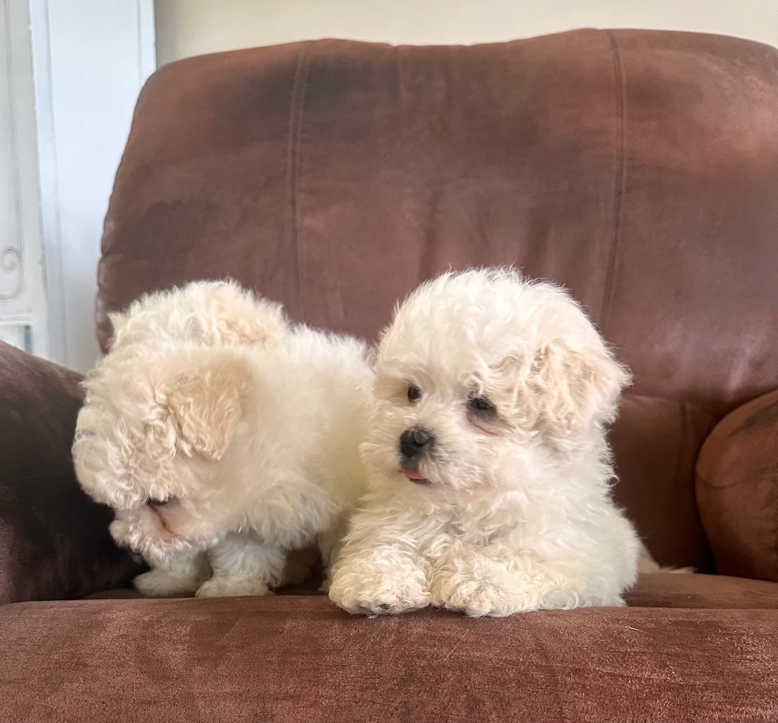 You name – Maltese puppy for sale in Coats, NC