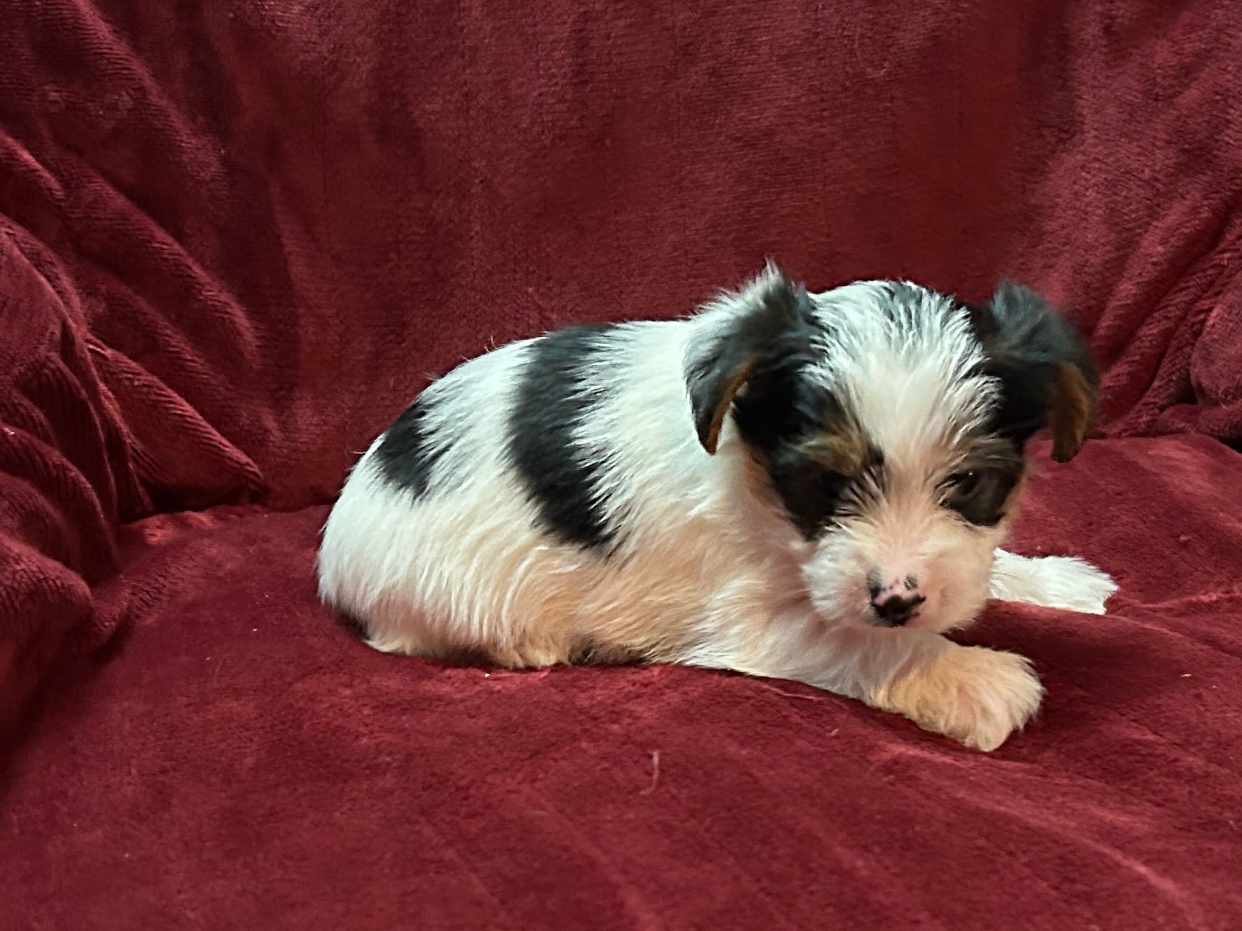 Yorkie Parti Male – Yorkshire Terrier puppy for sale in Horse Cave, KY