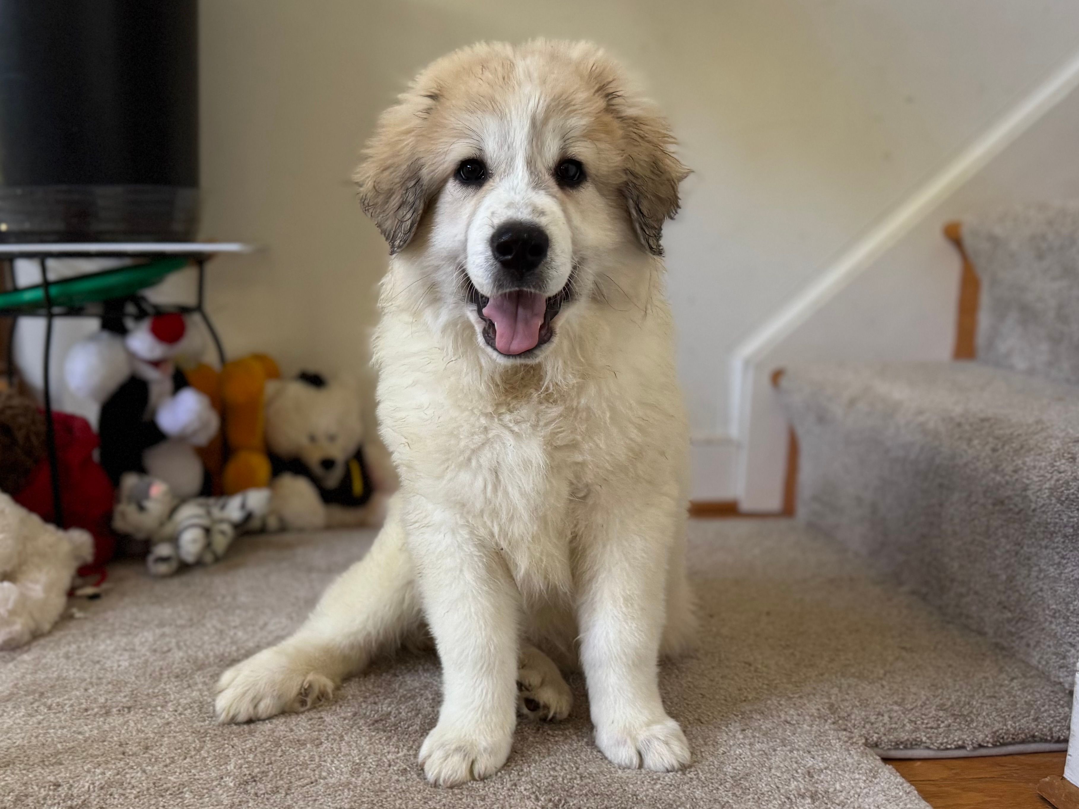 Amelia (named after Amelia Earhart) – Great Pyrenees puppy for sale in Richmond, VA