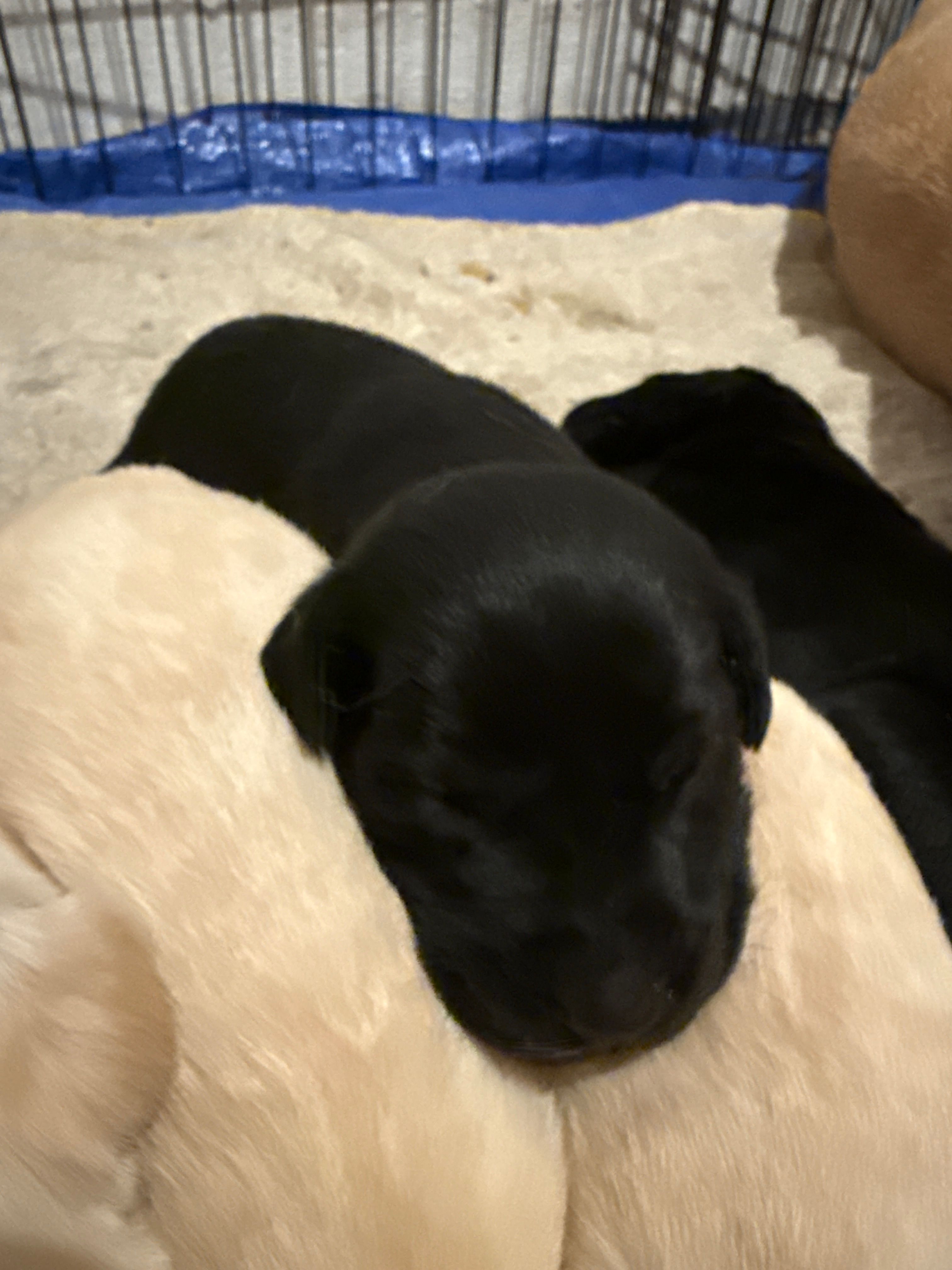 JJ – Labrador Retriever puppy for sale in Albertville, MN