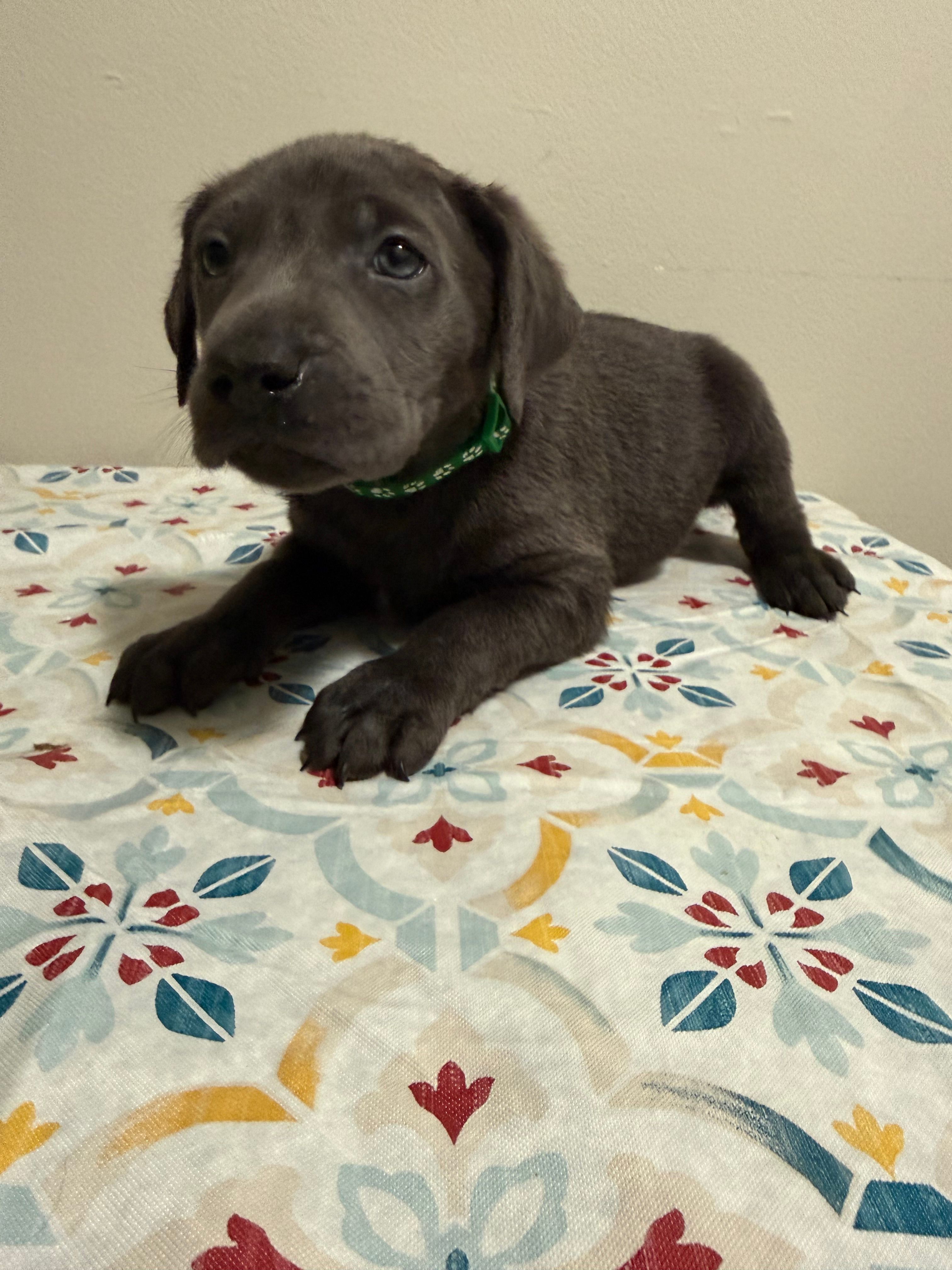Tank – Labrador Retriever puppy for sale in Albertville, MN