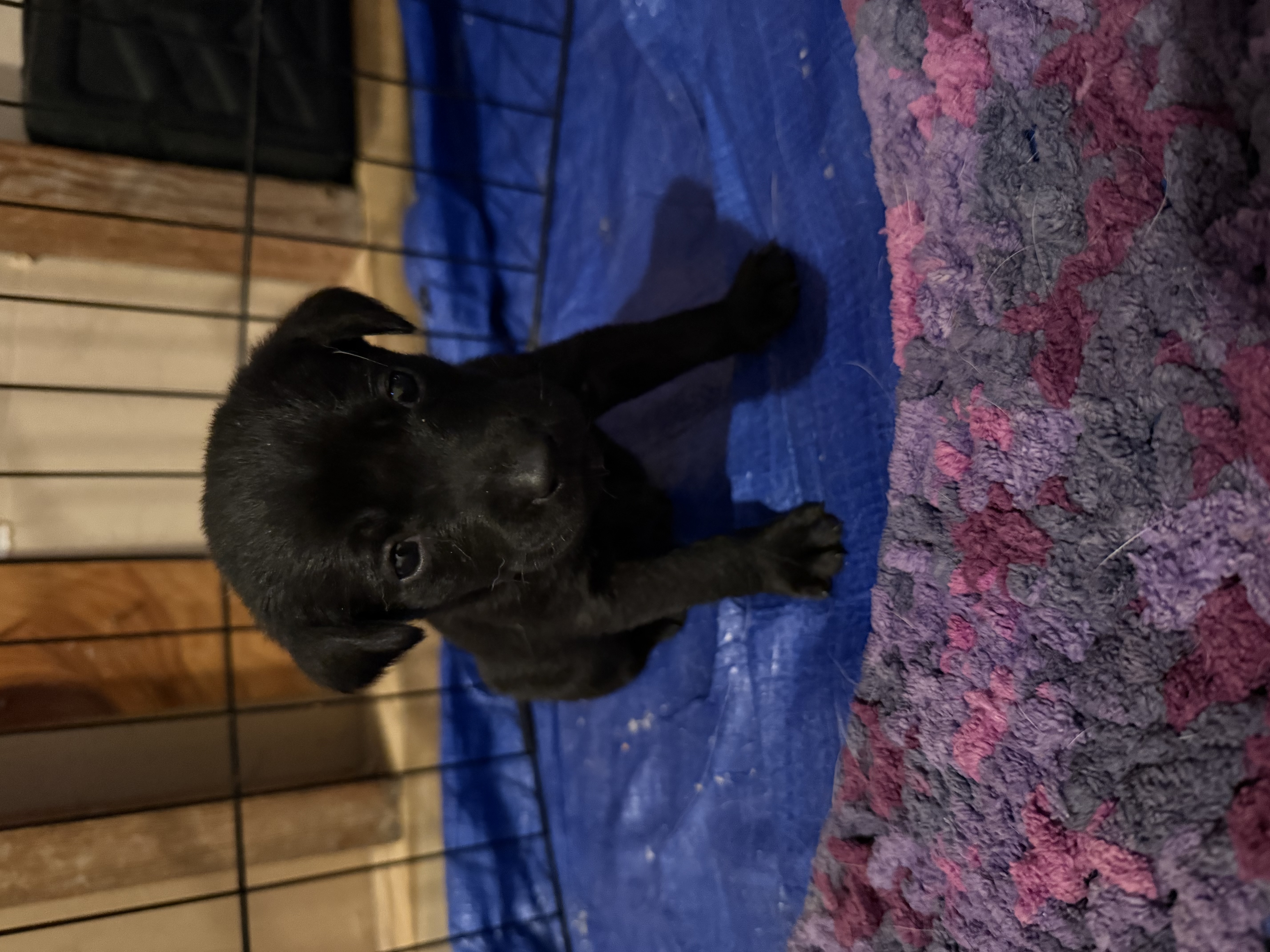 Sasha – Labrador Retriever puppy for sale in Albertville, MN