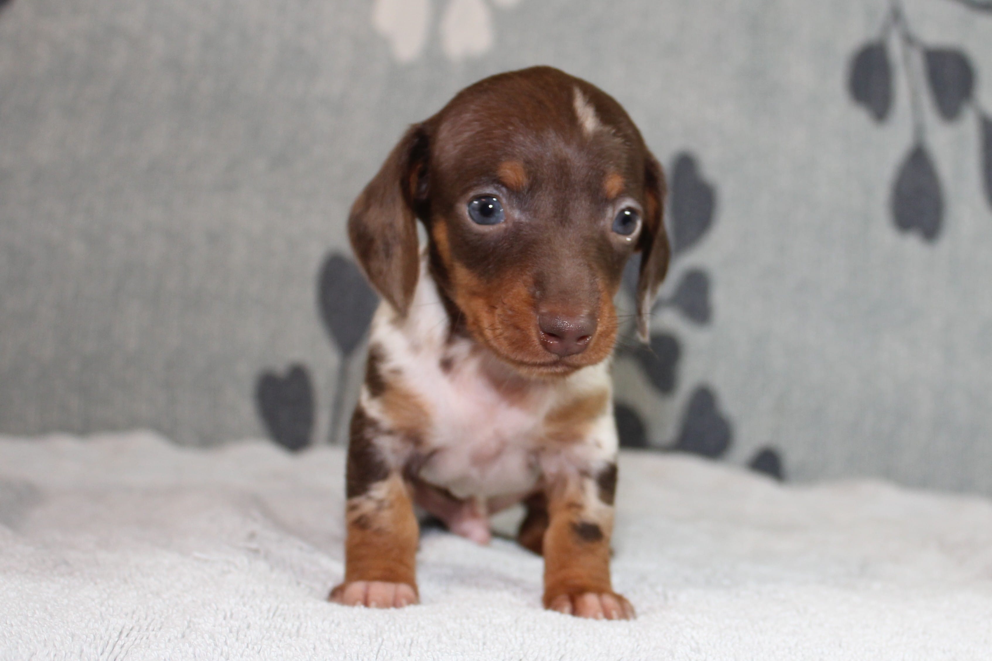 Ranger – Miniature Dachshund puppy for sale in Richland, MO