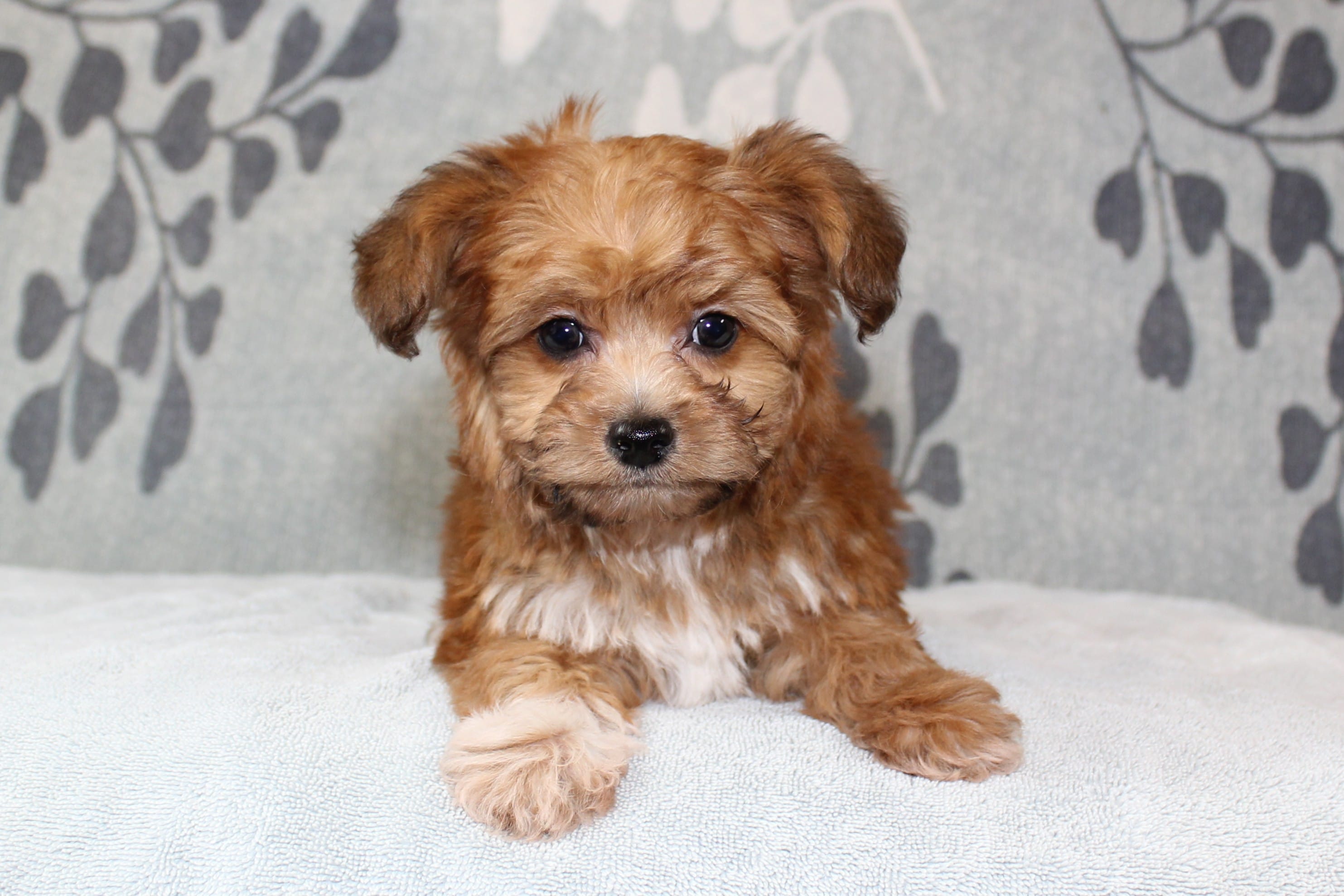 BamBam – Papillon, Poodle - Toy  puppy for sale in Richland, MO