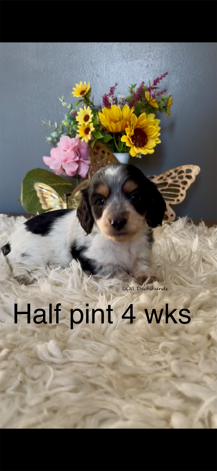 Half Pint – Miniature Dachshund puppy for sale in Brookhaven, MS