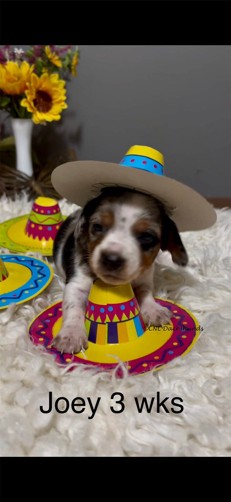 Joey – Miniature Dachshund puppy for sale in Brookhaven, MS