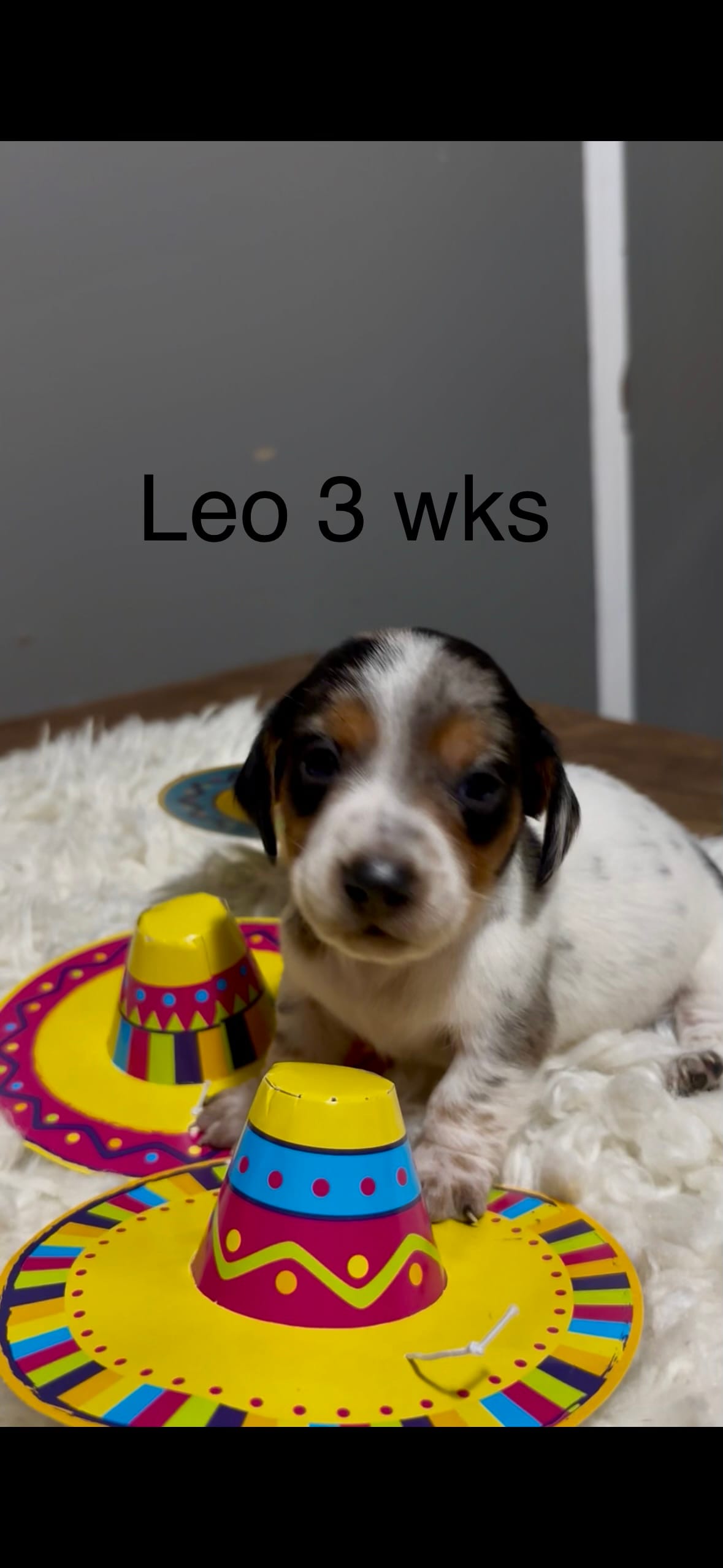 Leo – Miniature Dachshund puppy for sale in Brookhaven, MS