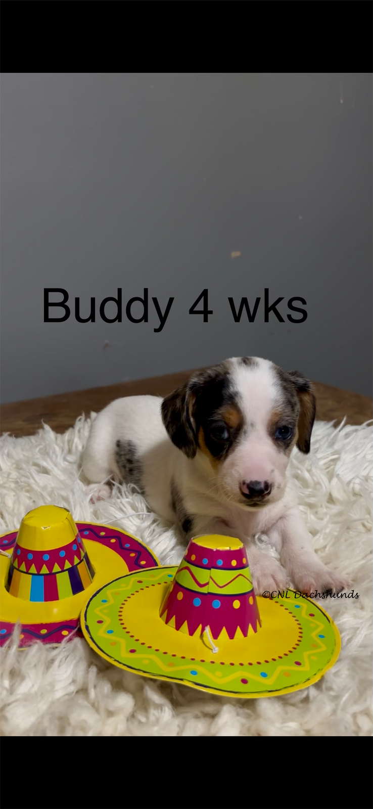 Buddy – Miniature Dachshund puppy for sale in Brookhaven, MS