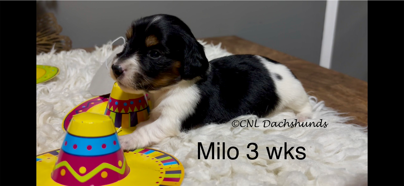 Milo – Miniature Dachshund puppy for sale in Brookhaven, MS