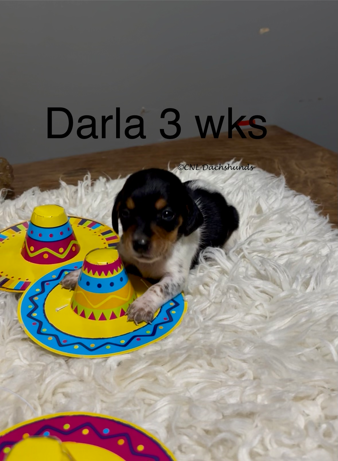 Darla – Miniature Dachshund puppy for sale in Brookhaven, MS