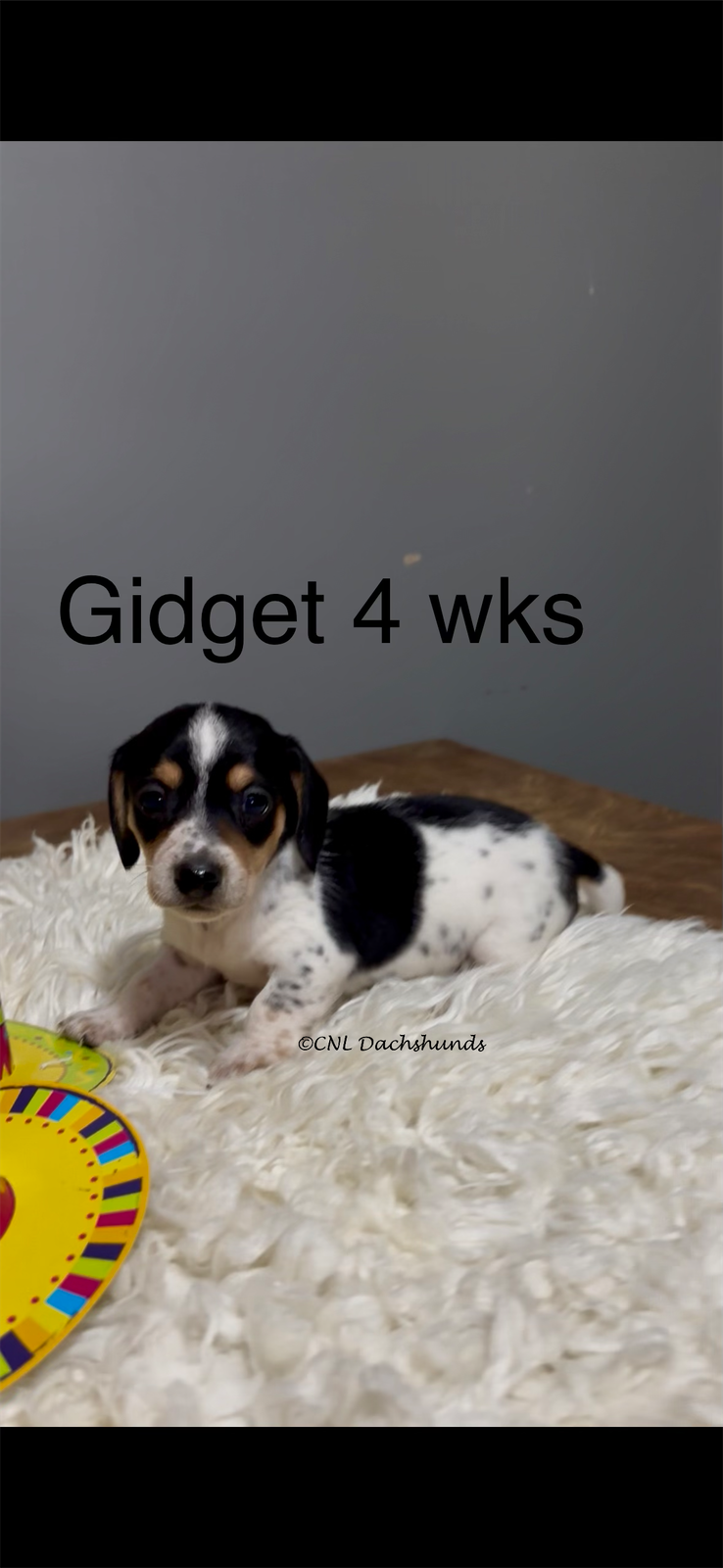 Gidget – Miniature Dachshund puppy for sale in Brookhaven, MS