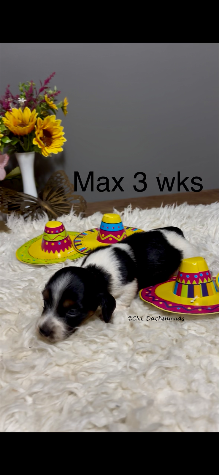 Max – Miniature Dachshund puppy for sale in Brookhaven, MS