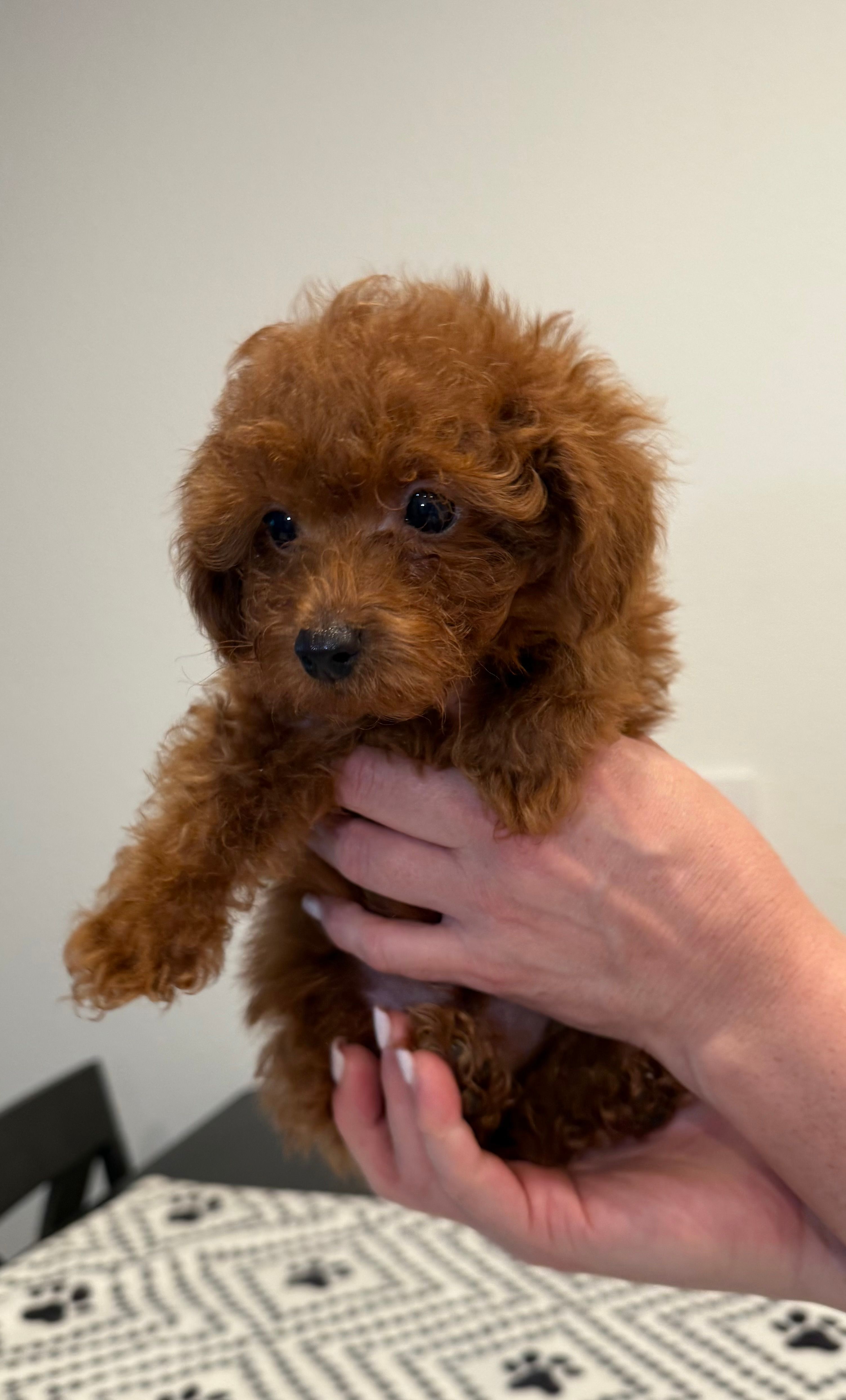 No name – Poodle - Toy  puppy for sale in Roseville, CA