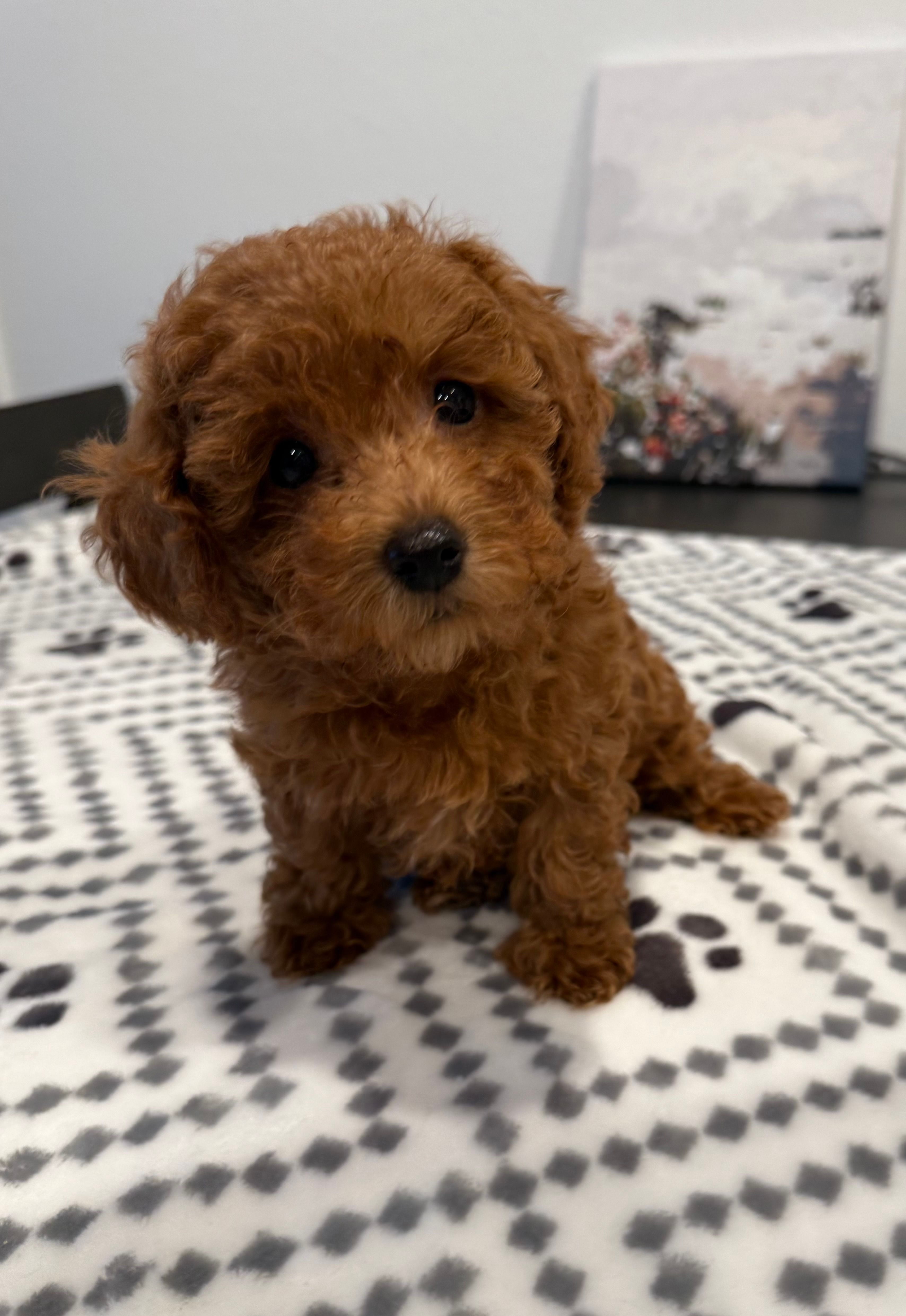 No Name – Poodle - Toy  puppy for sale in Roseville, CA