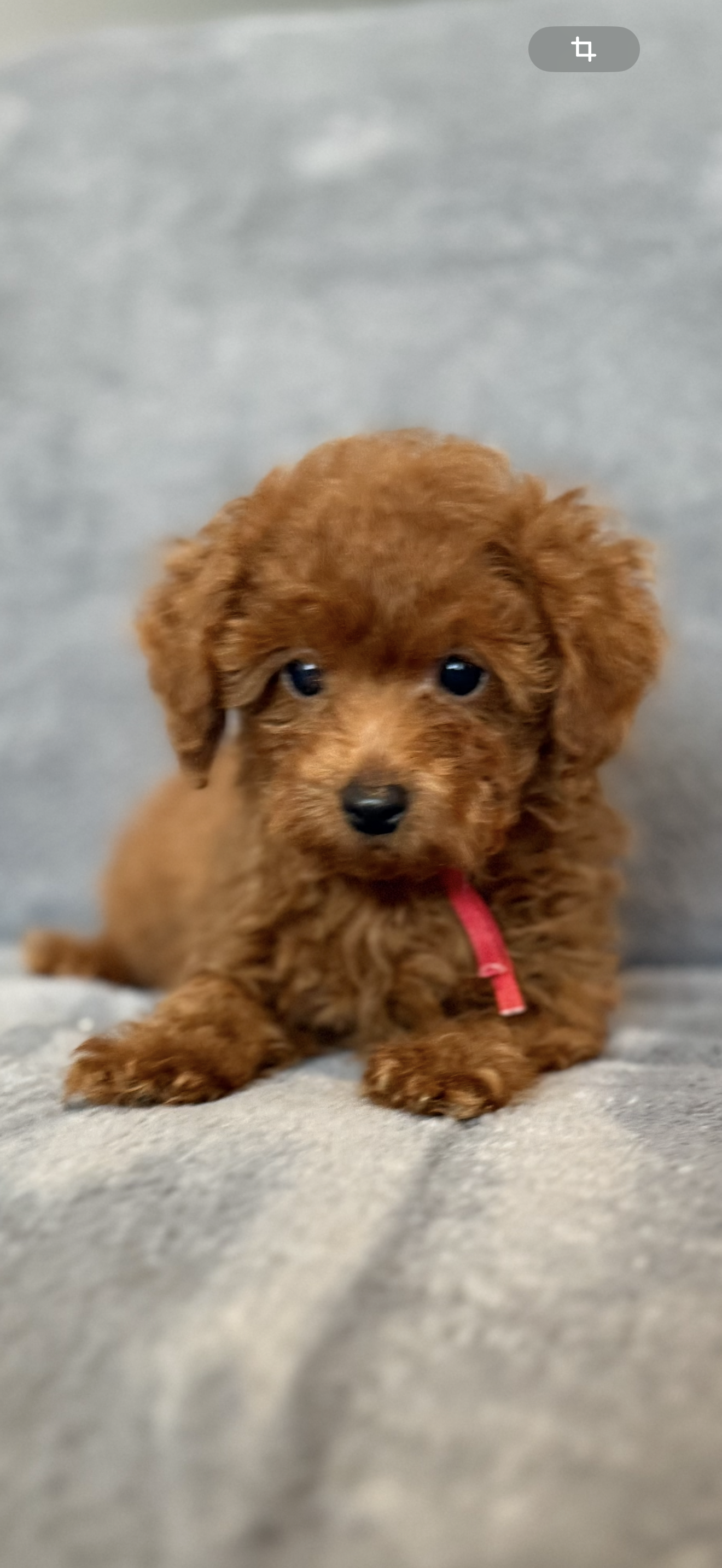 No name – Poodle - Toy  puppy for sale in Roseville, CA