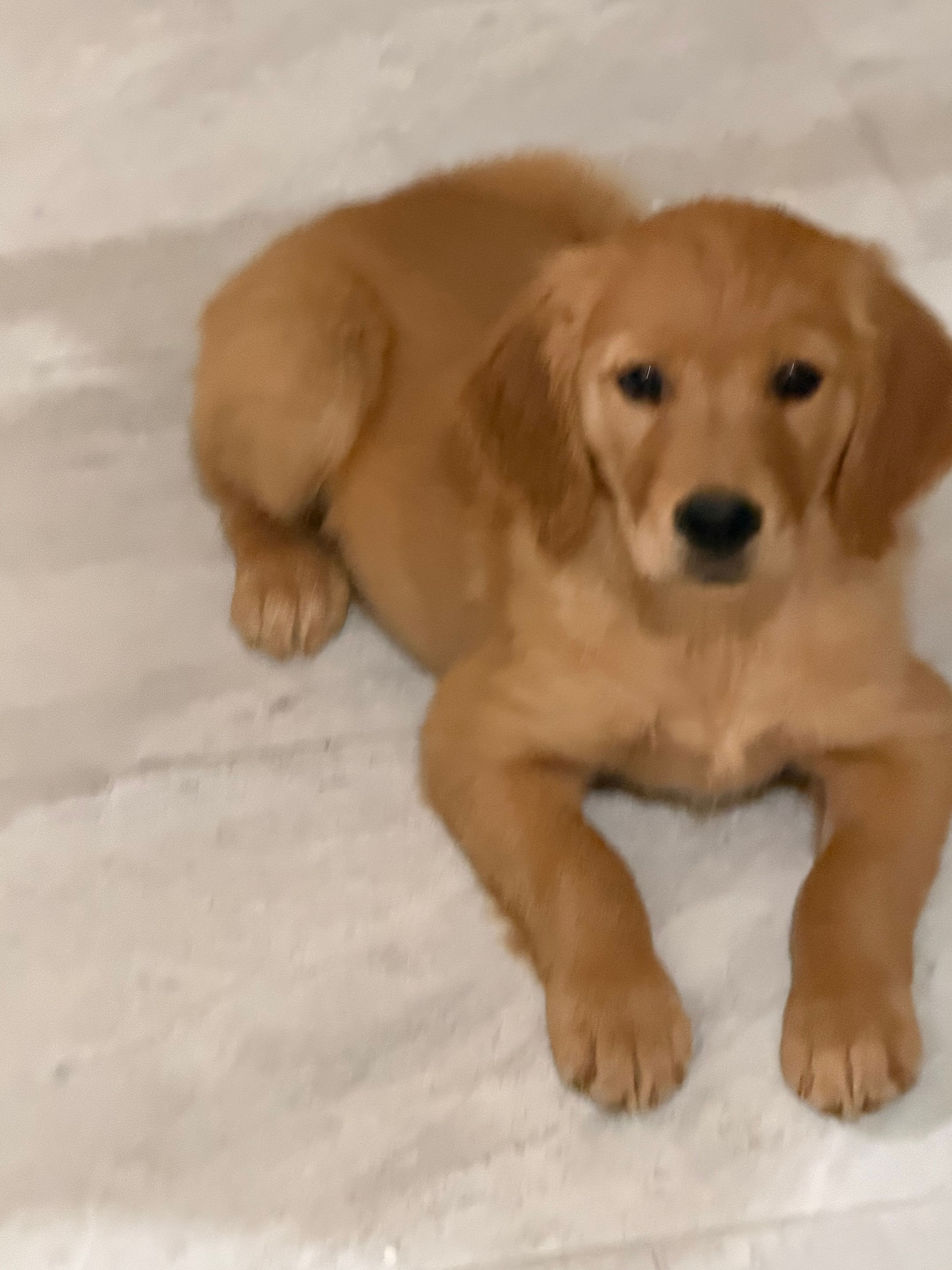 English cream golden retriever  – English Cream Golden Retriever puppy for sale in Beaumont, CA