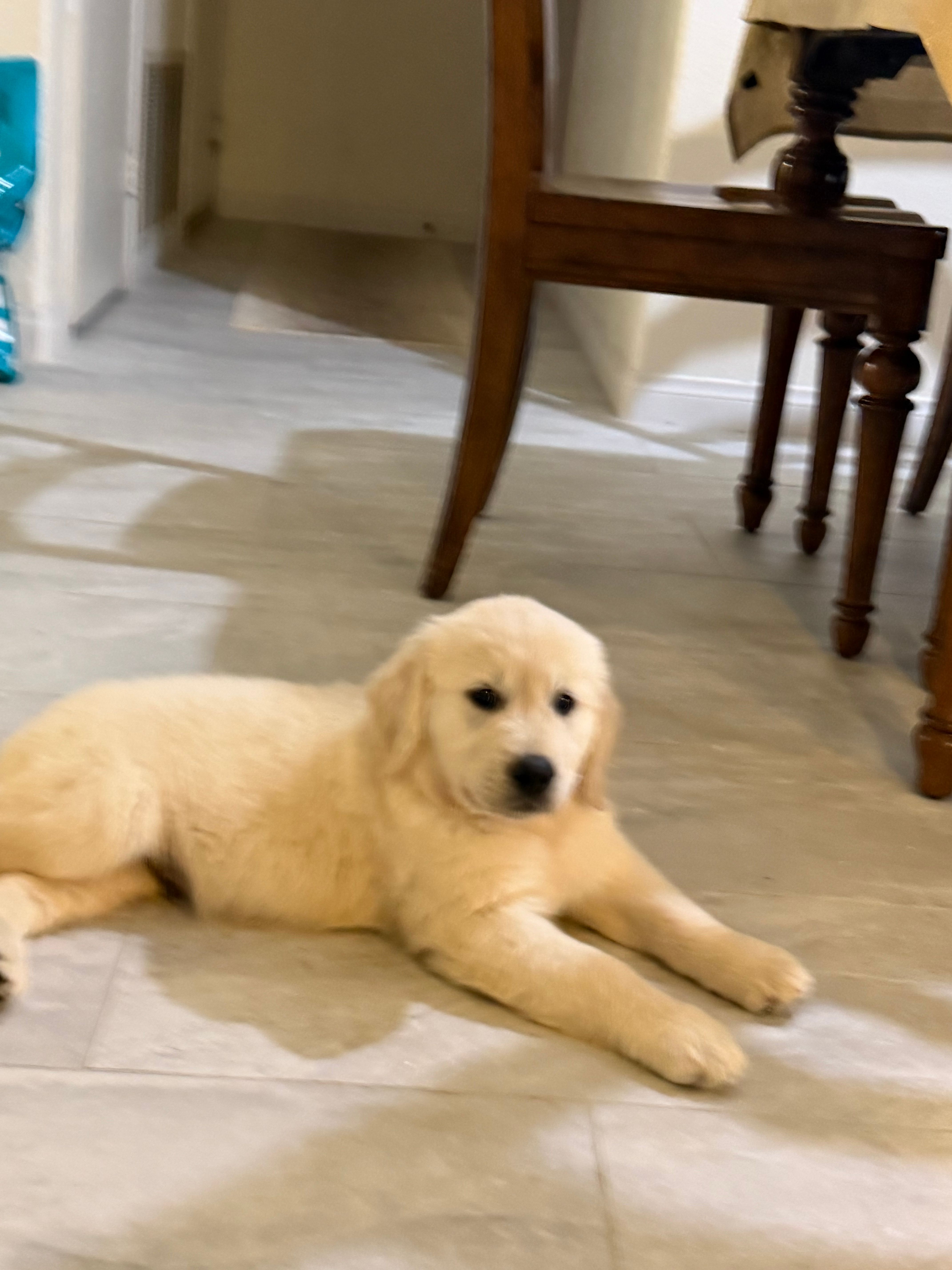 English cream golden retriever  – English Cream Golden Retriever puppy for sale in Beaumont, CA