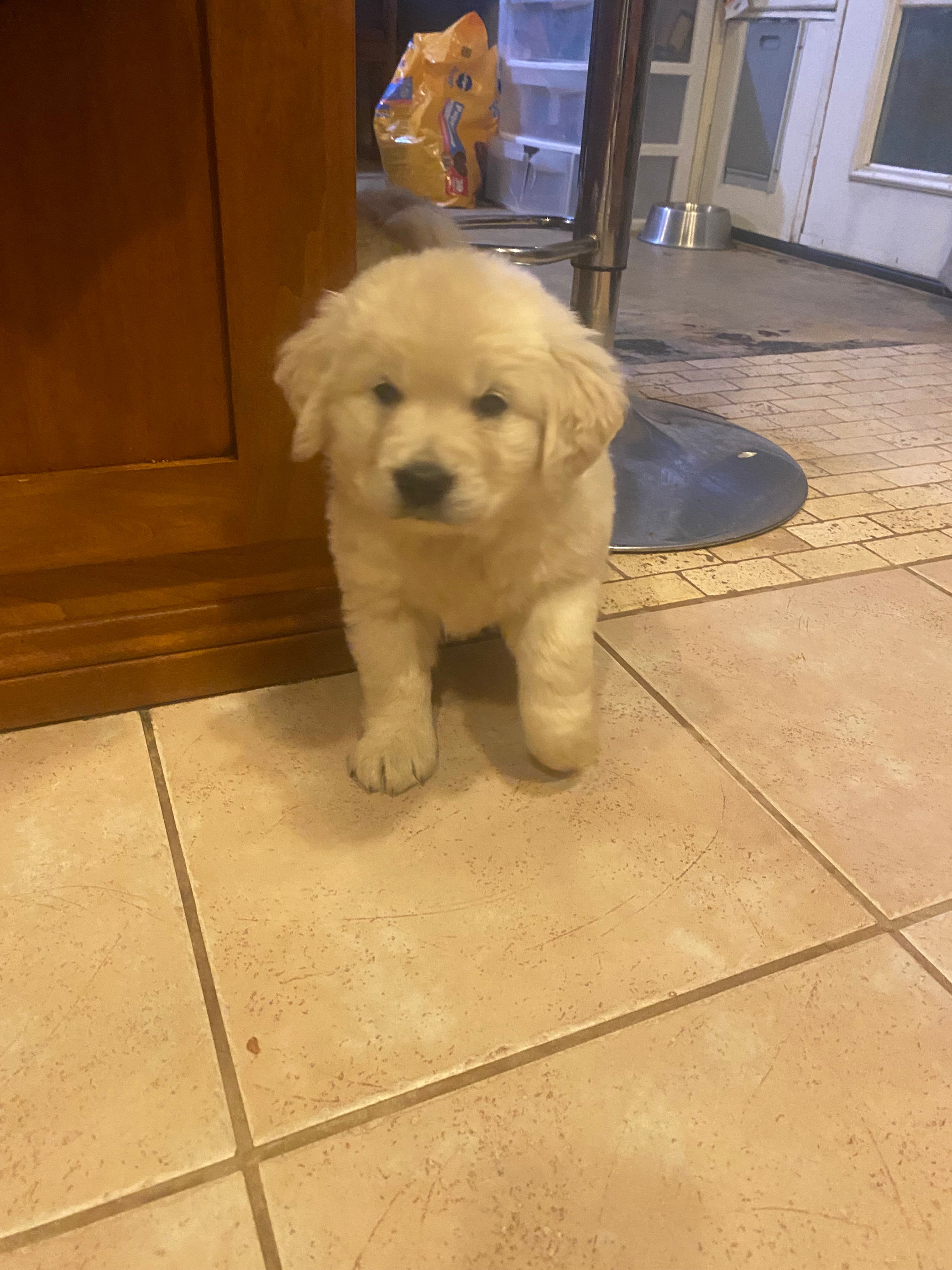 English Cream golden retriever  – English Cream Golden Retriever puppy for sale in Beaumont, CA