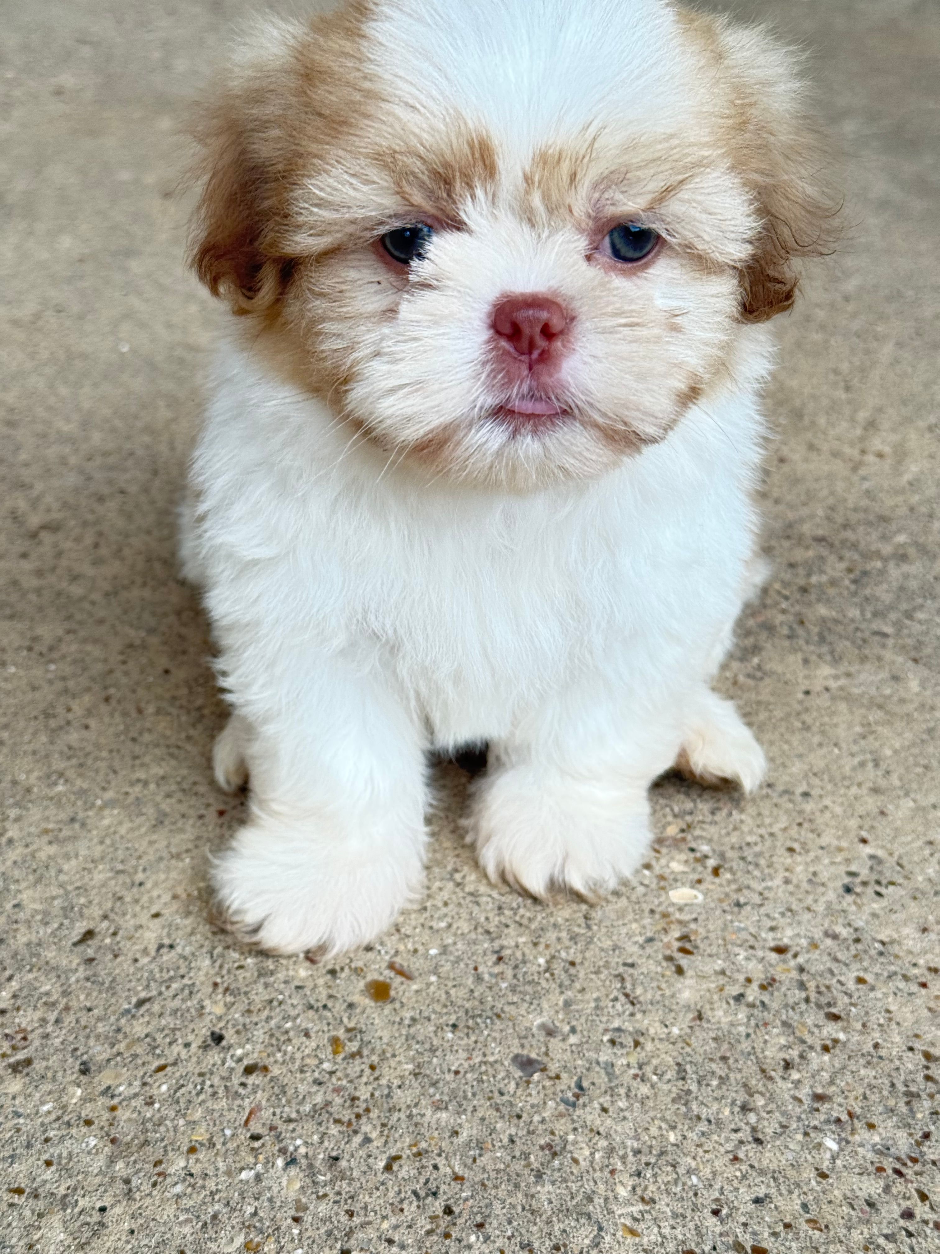 Coco – Shih Tzu puppy for sale in McGregor, TX