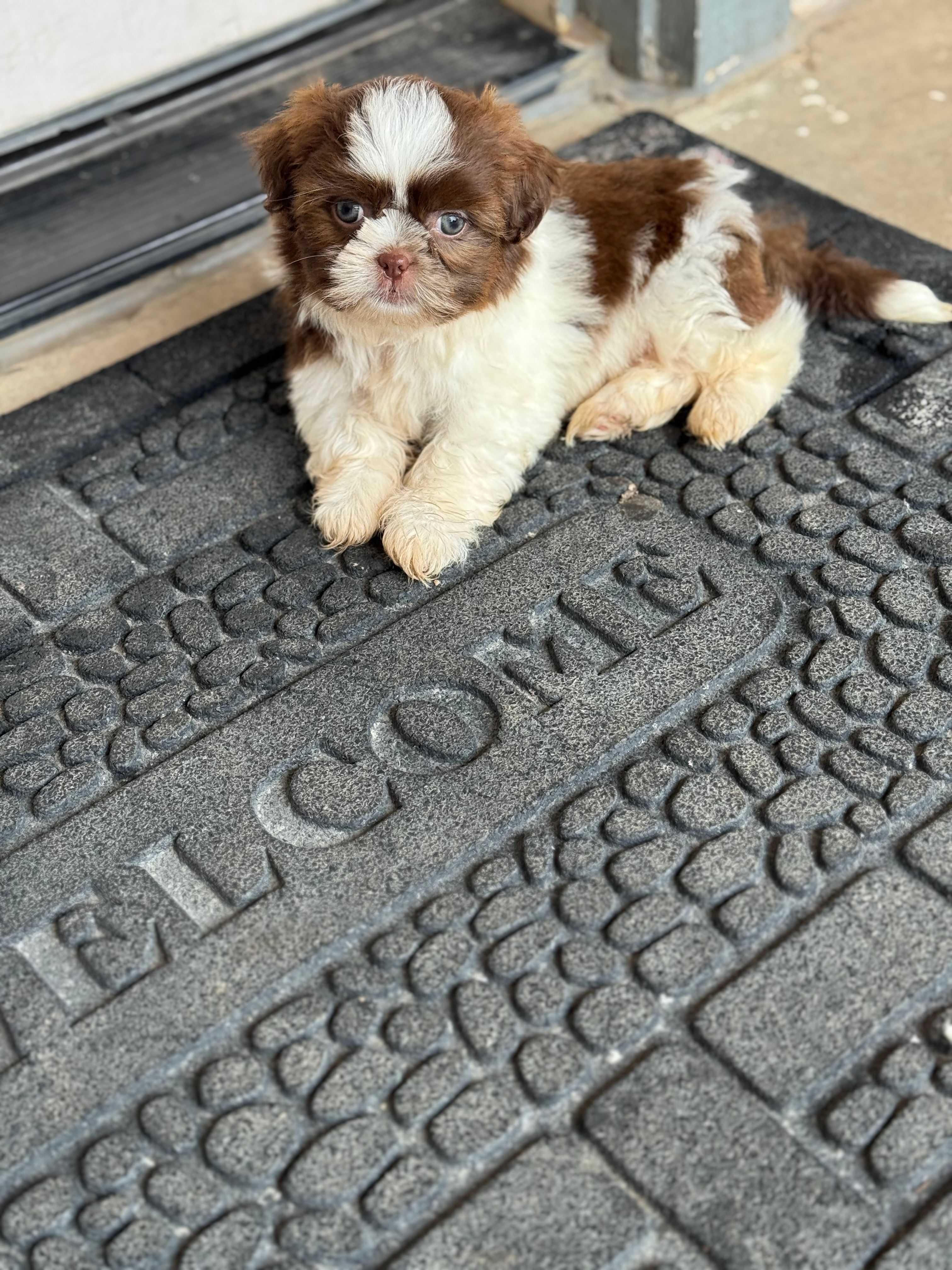 Blue – Shih Tzu puppy for sale in McGregor, TX