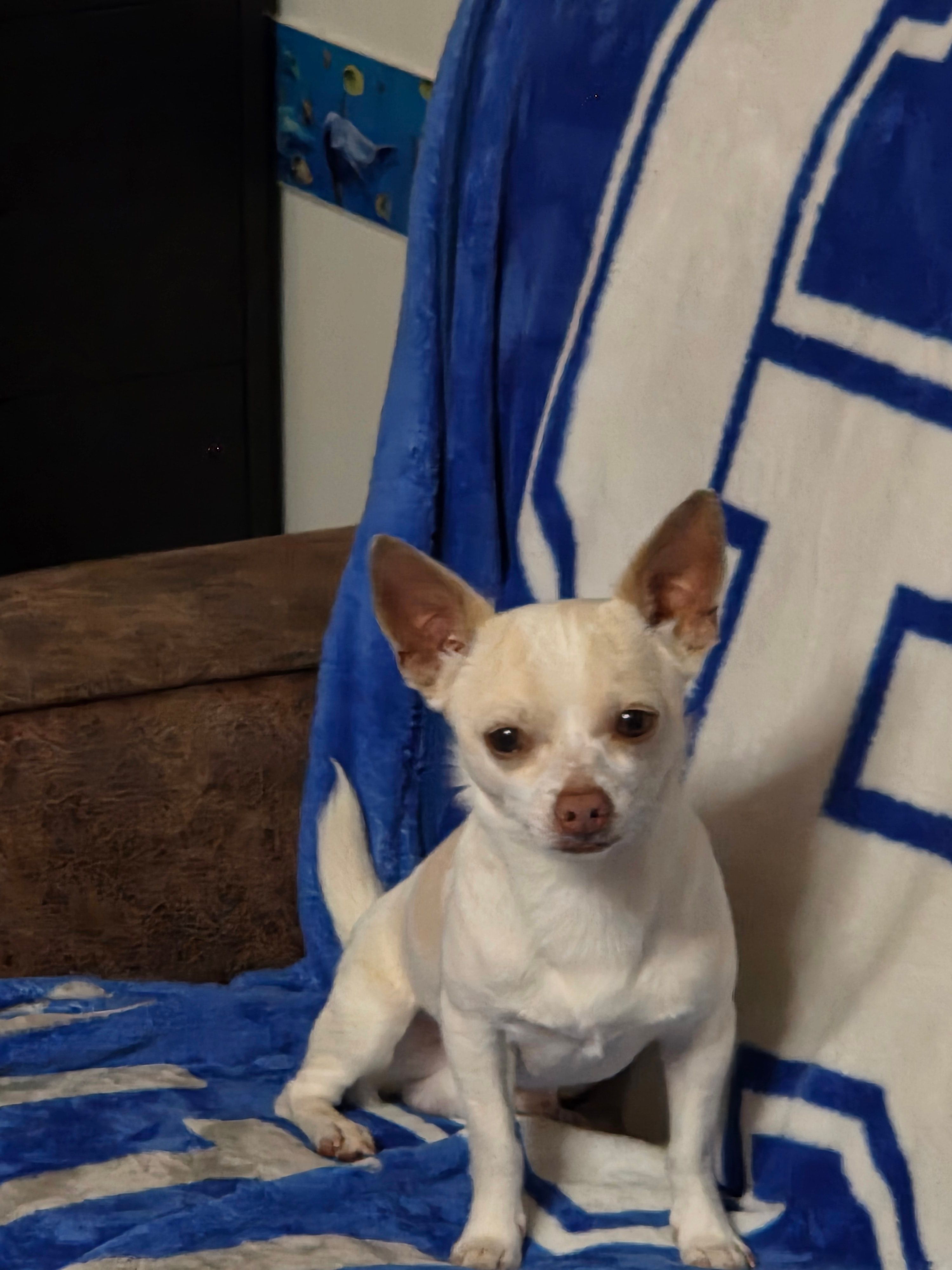 Rascal – Chihuahua puppy for sale in Stedman, NC