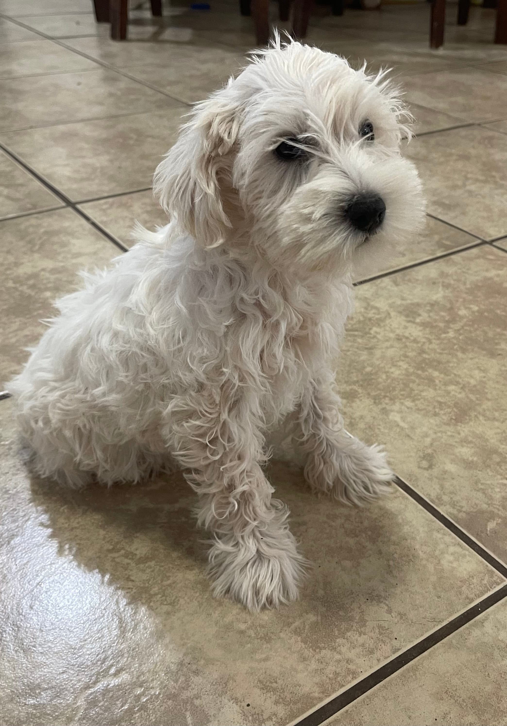Milo – Miniature Schnauzer puppy for sale in Mesa, AZ
