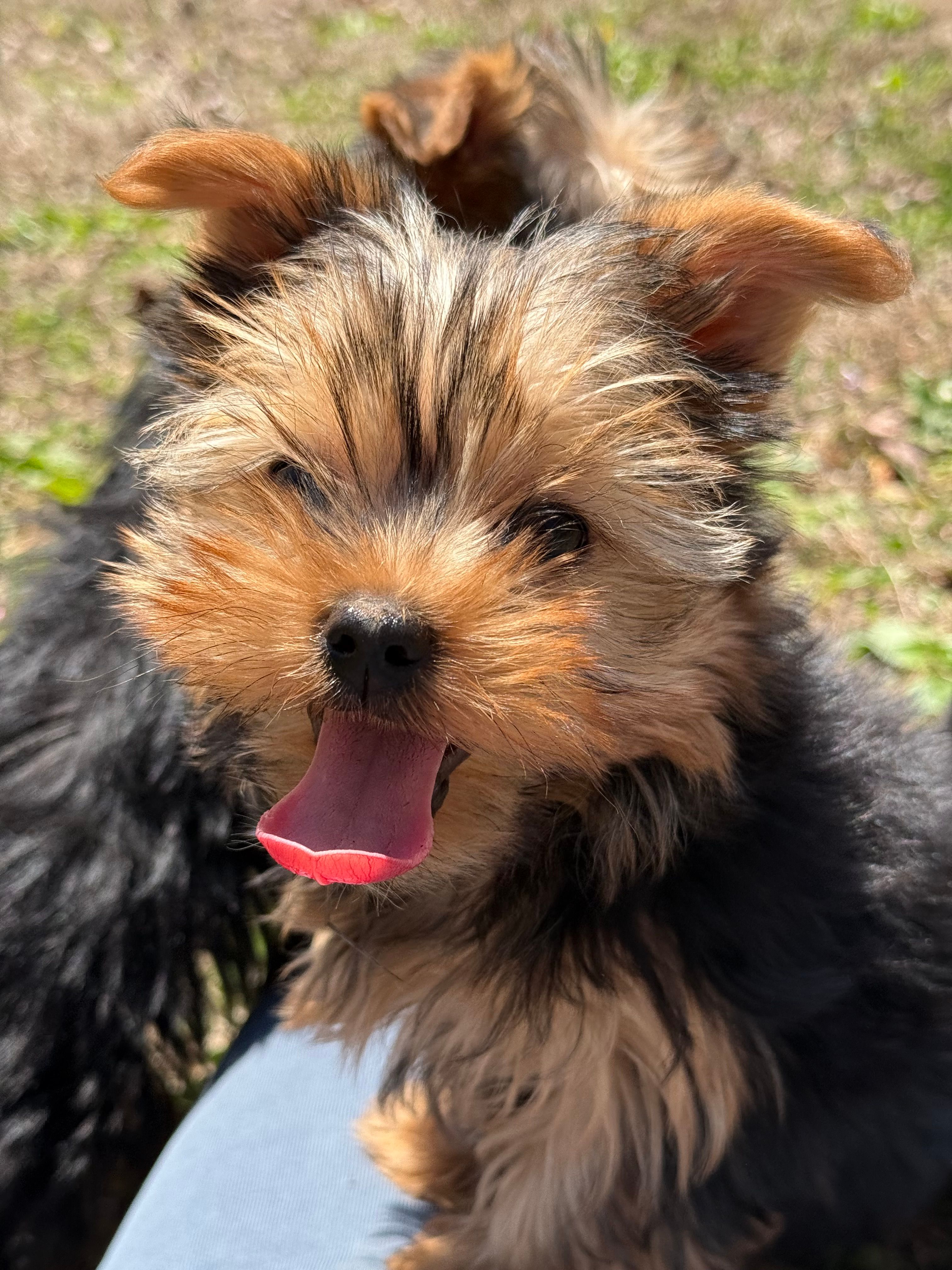 May – Yorkshire Terrier puppy for sale in Newark, OH