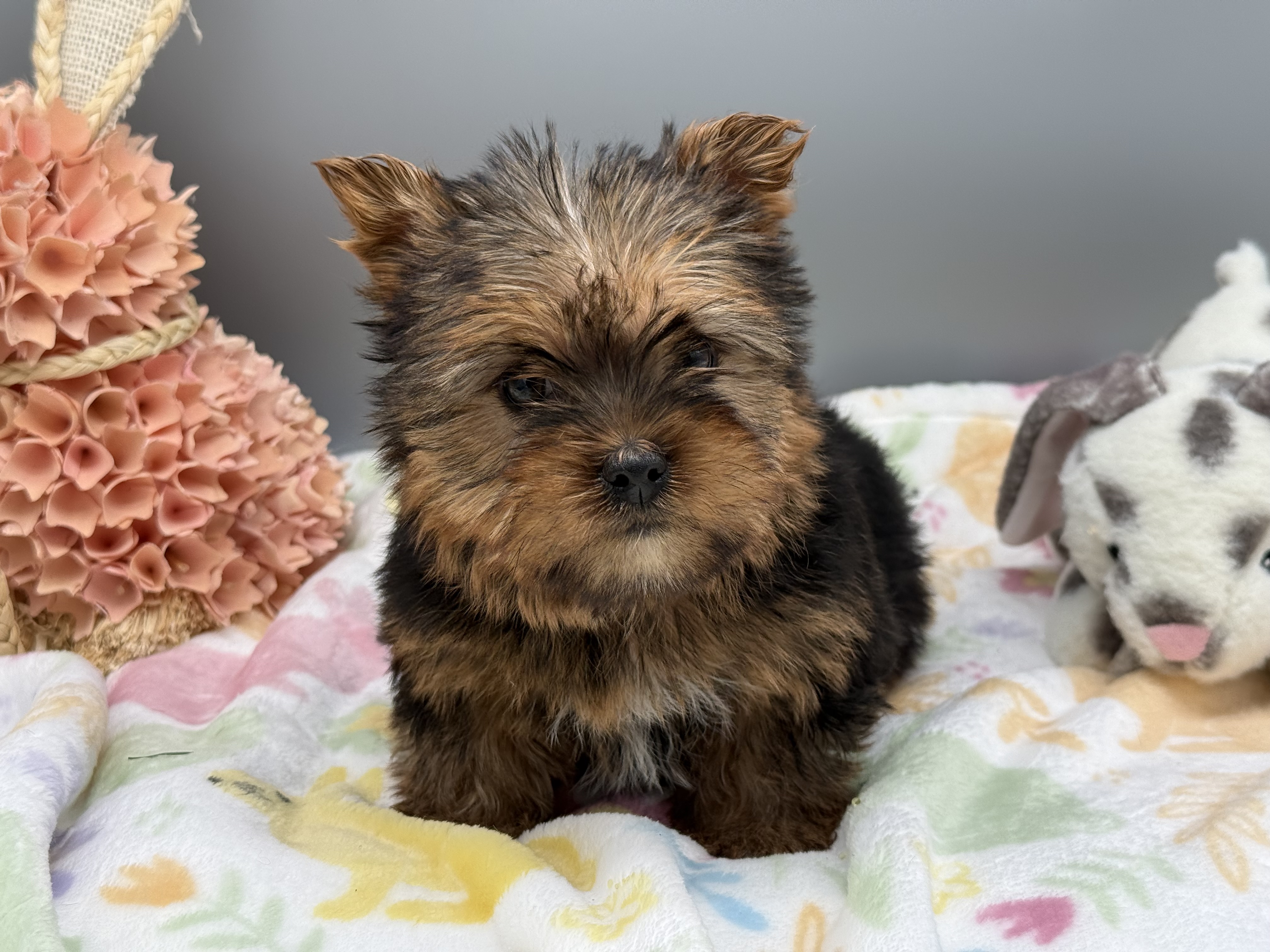 Dawn – Yorkshire Terrier puppy for sale in Newark, OH