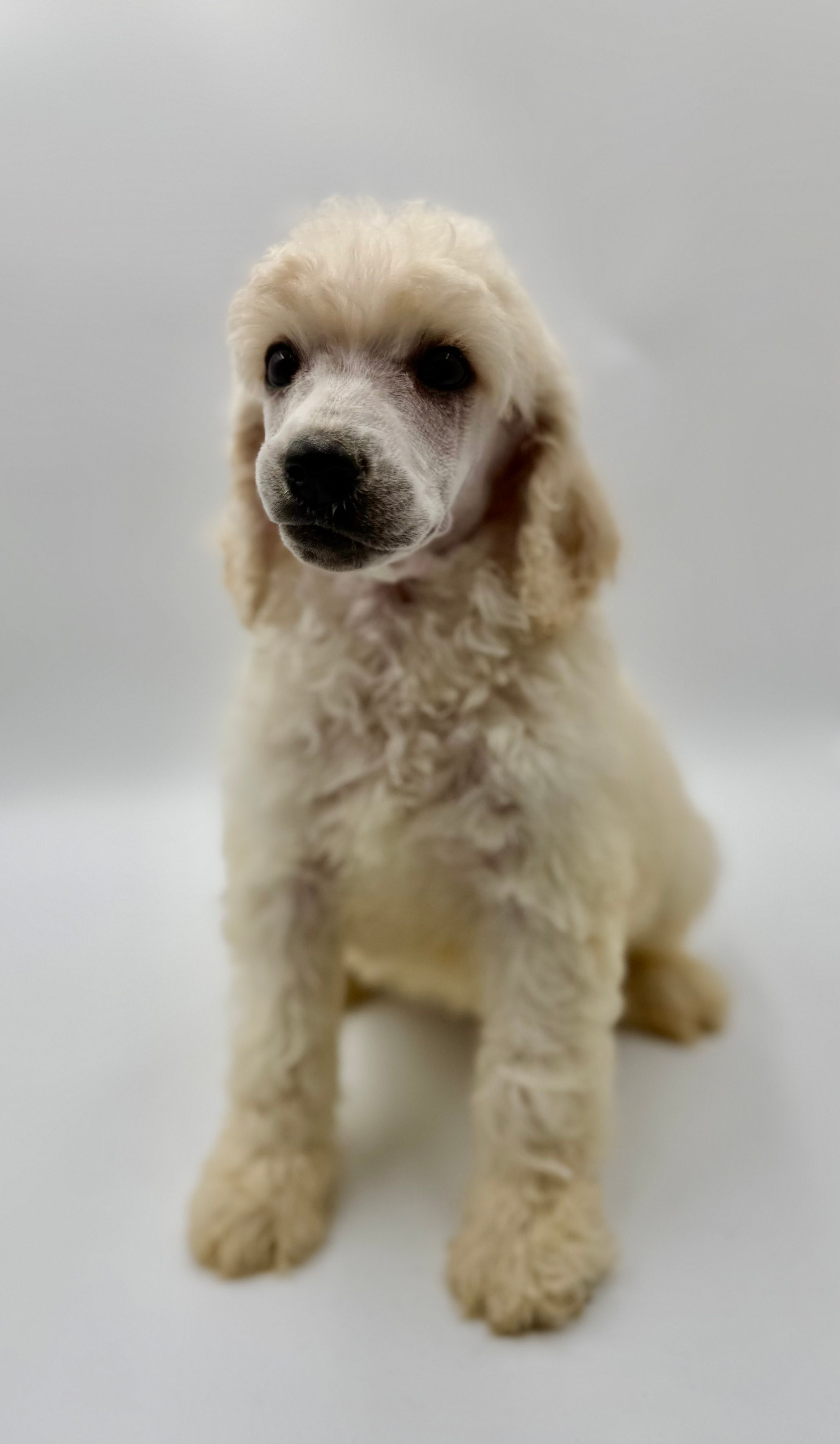 Glory – Poodle - Standard  puppy for sale in Sarcoxie, MO