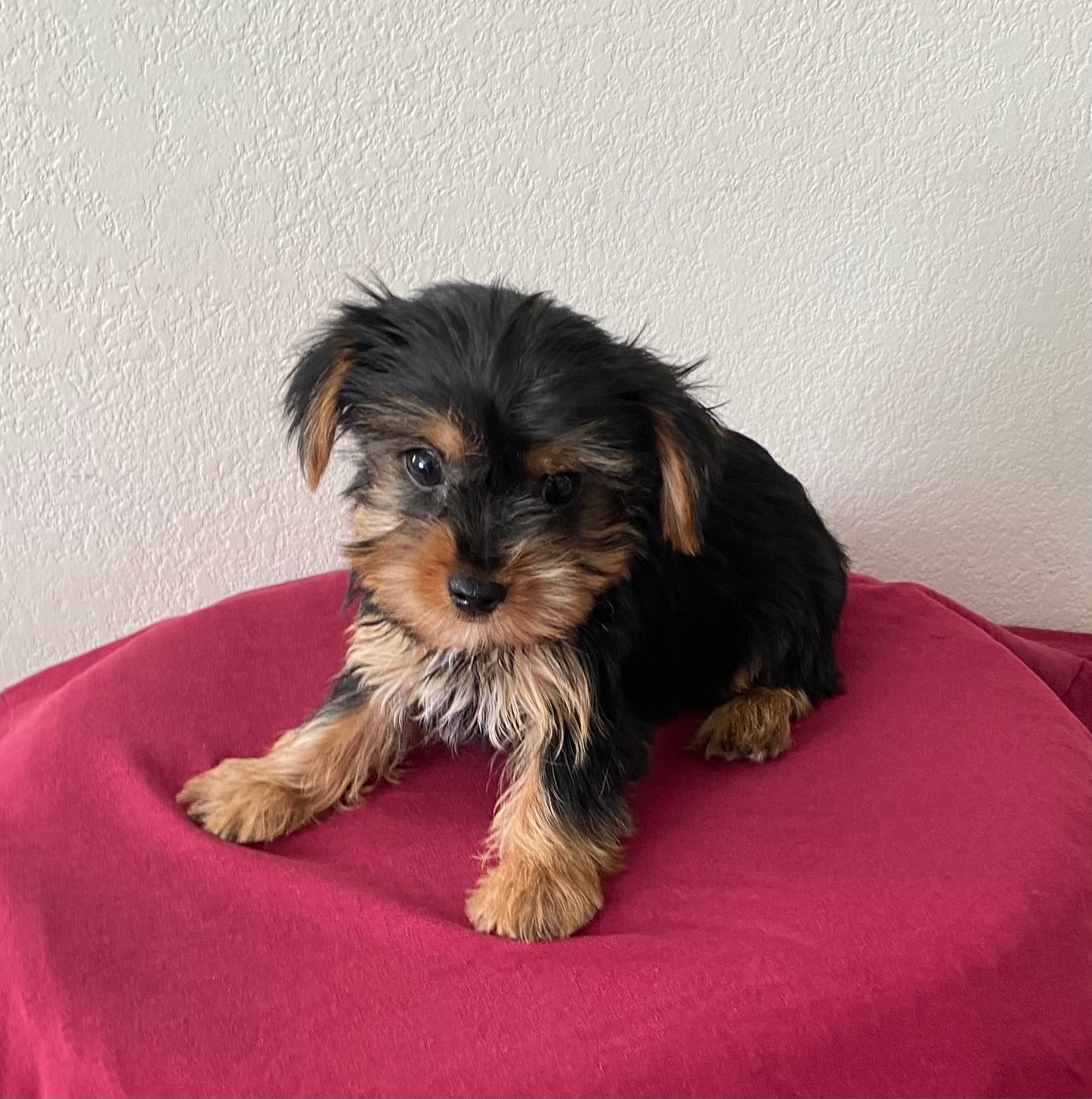 Teacup Yorkie male  – Yorkshire Terrier puppy for sale in Downey, CA