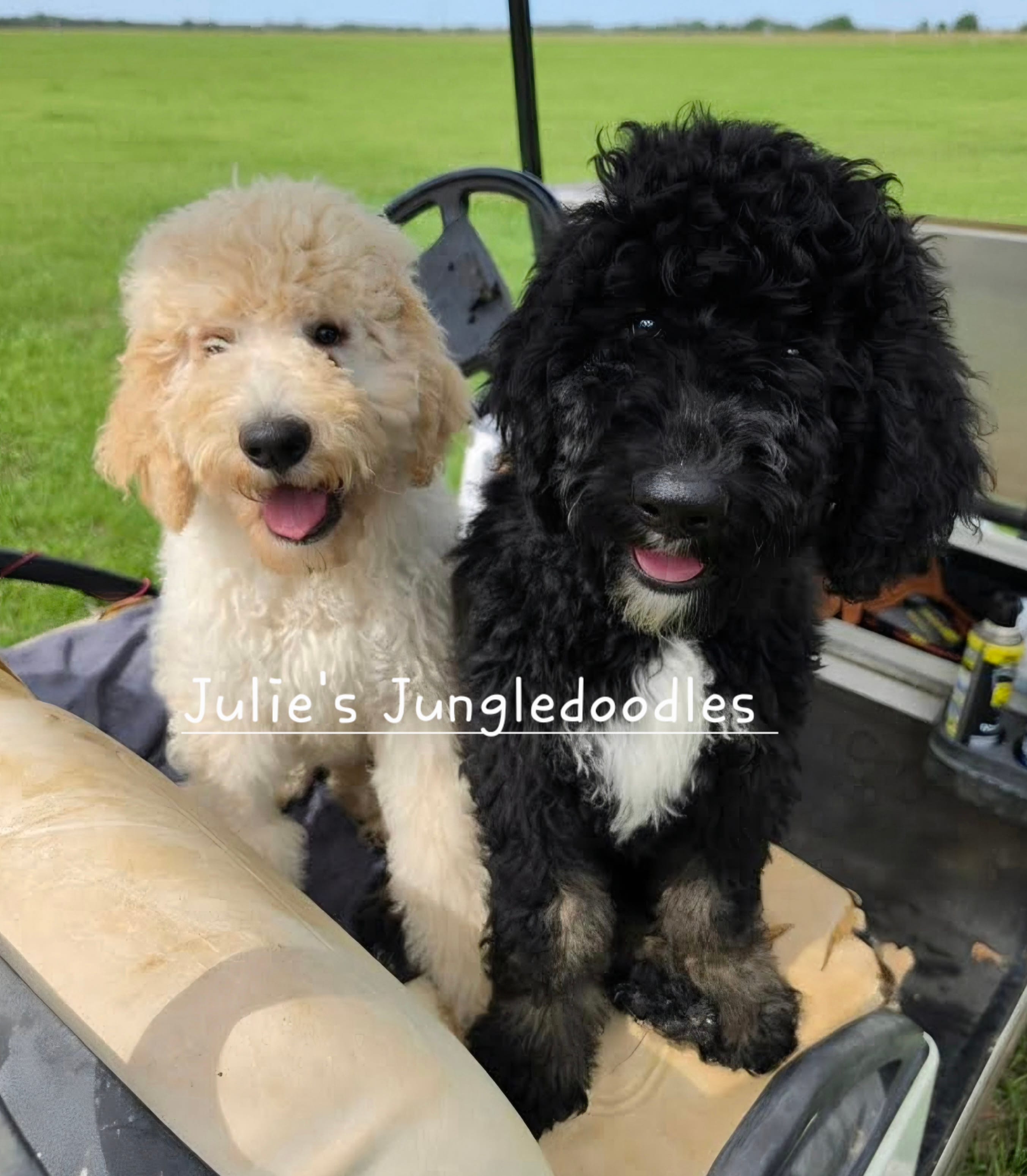 Apricot and White Boy  – Saint Berdoodle puppy for sale in Cantonment, FL