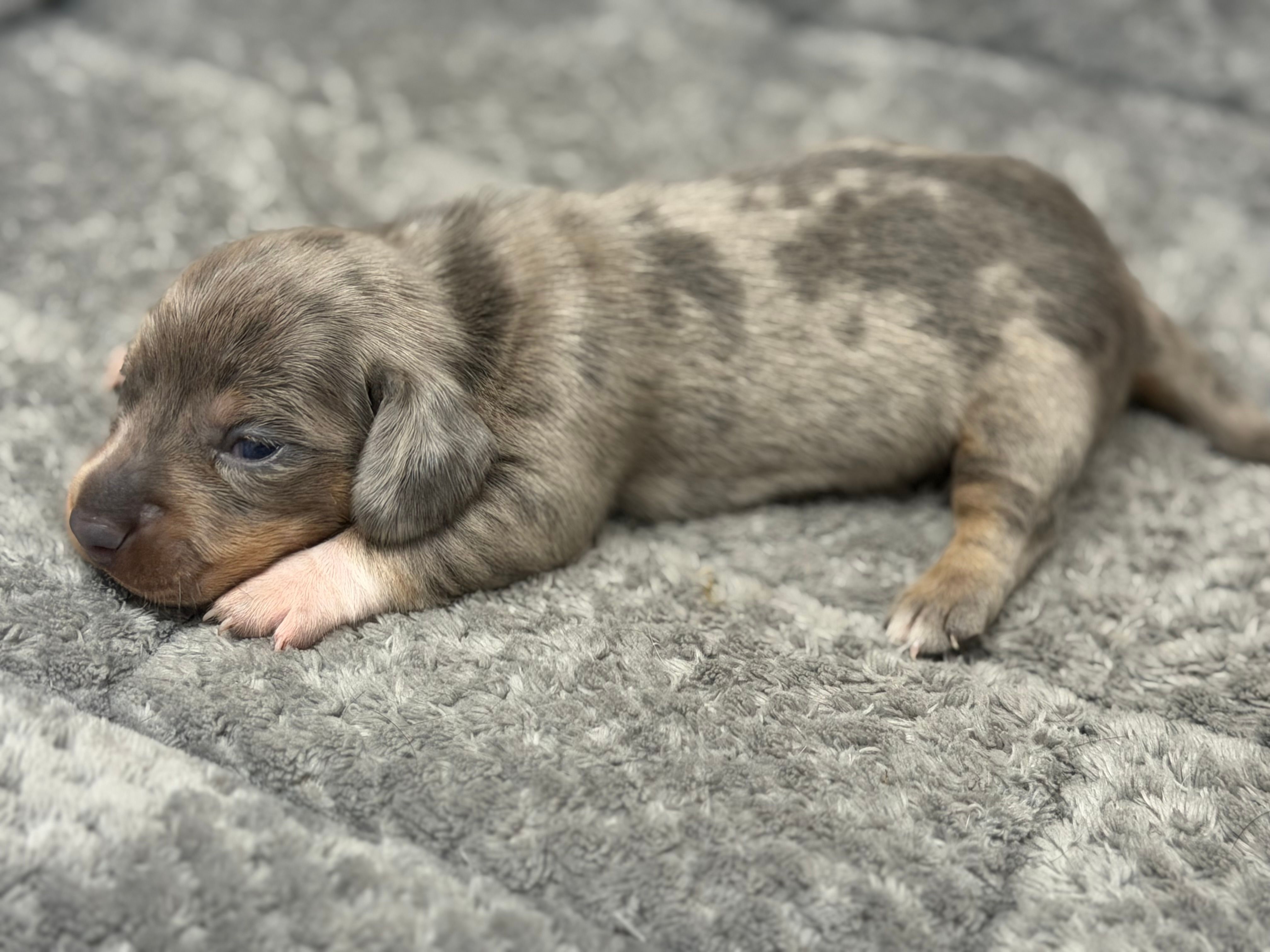 Teagan – Miniature Dachshund puppy for sale in Georgetown, SC