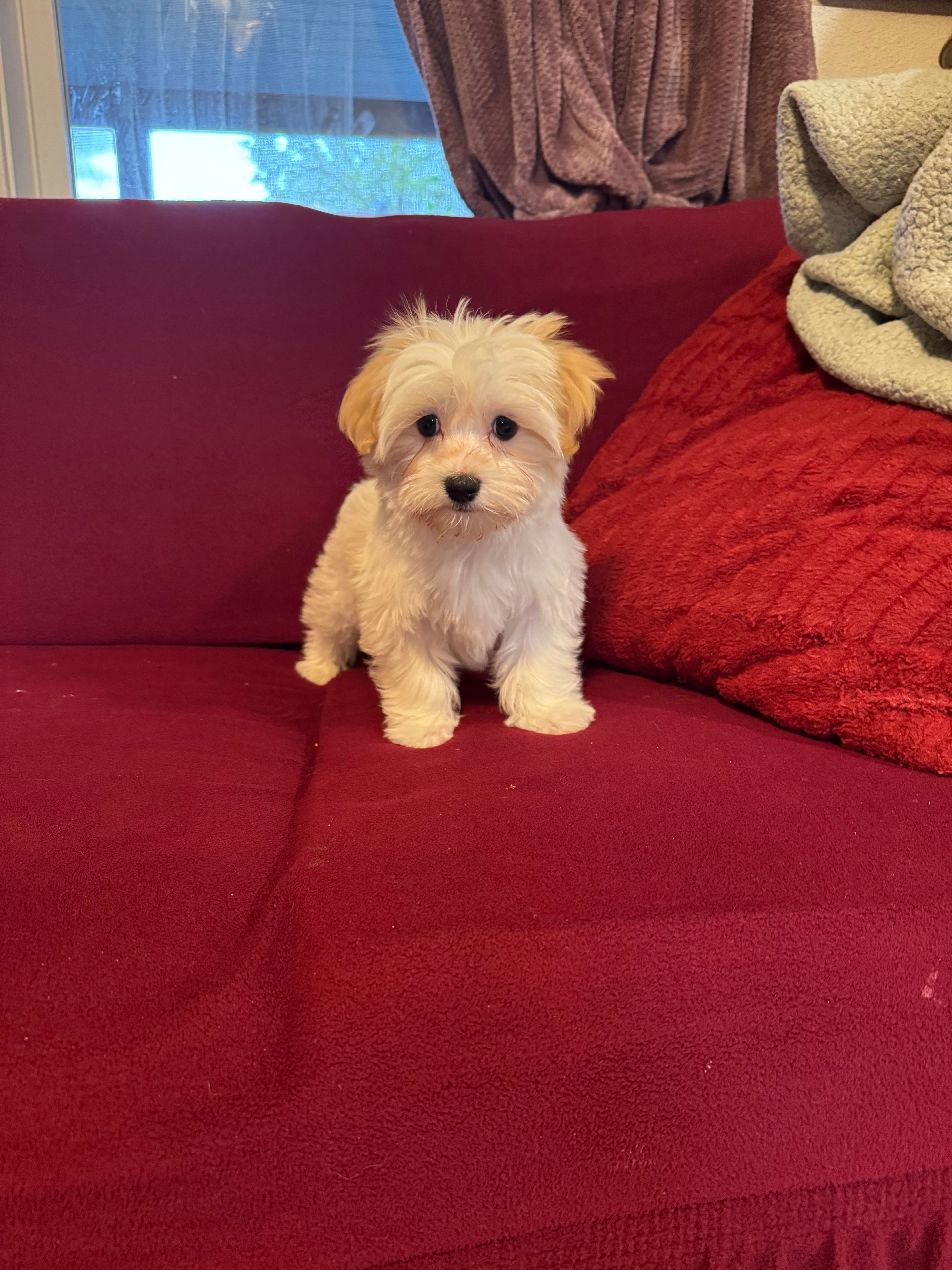 Lenny – Havanese puppy for sale in Asheville, NC
