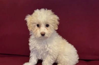 Rehoming Lucy  – Havanese puppy for sale in Asheville, NC