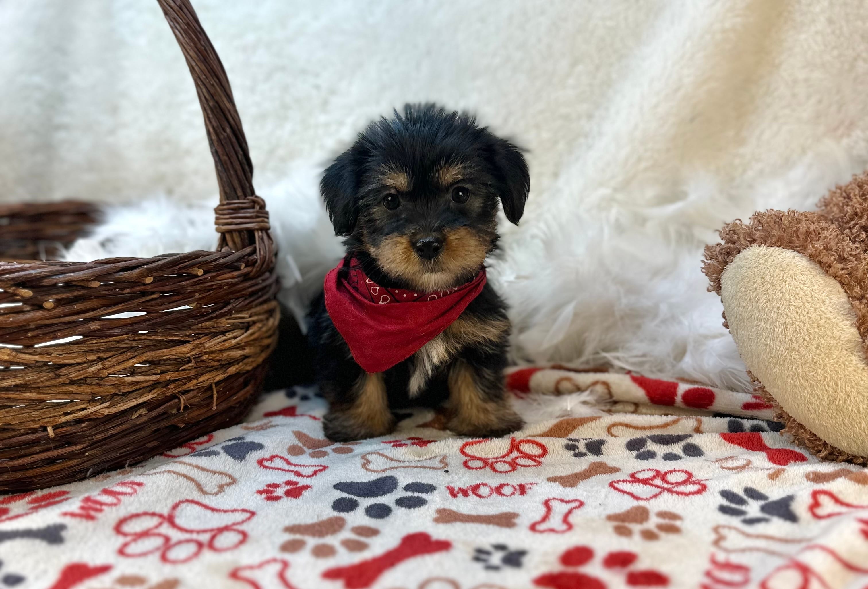 Banjo  – Shorkie puppy for sale in Birch Tree, MO
