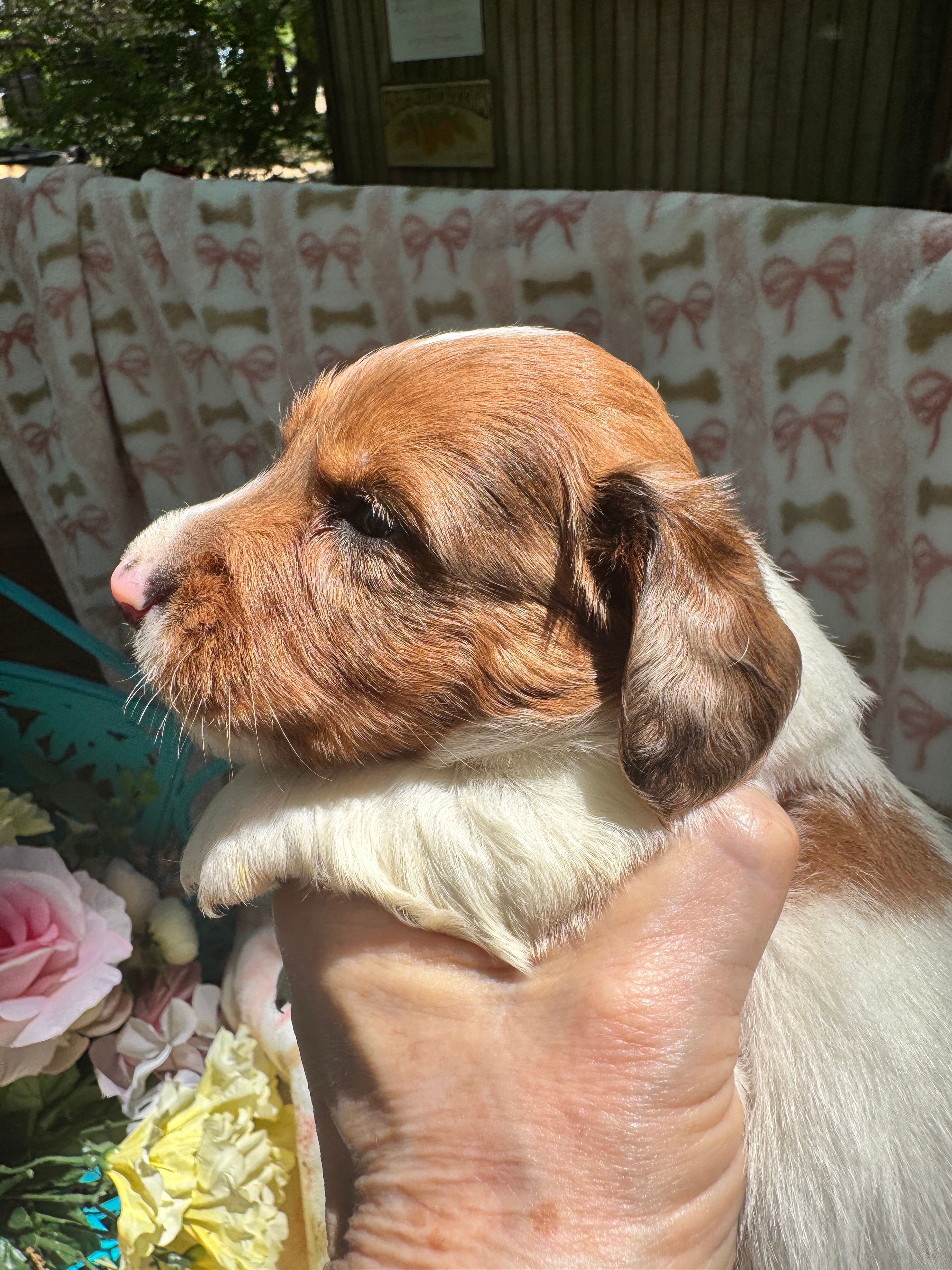 Waylon – Miniature Dachshund puppy for sale in Sherman, TX