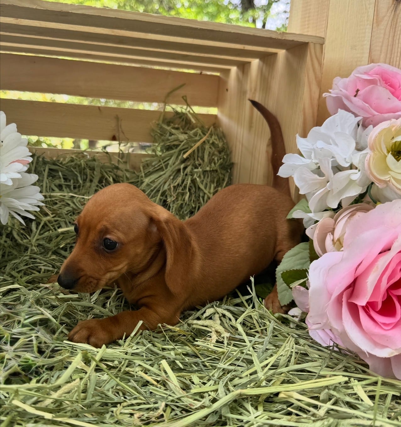 Gretchen – Miniature Dachshund puppy for sale in Sherman, TX