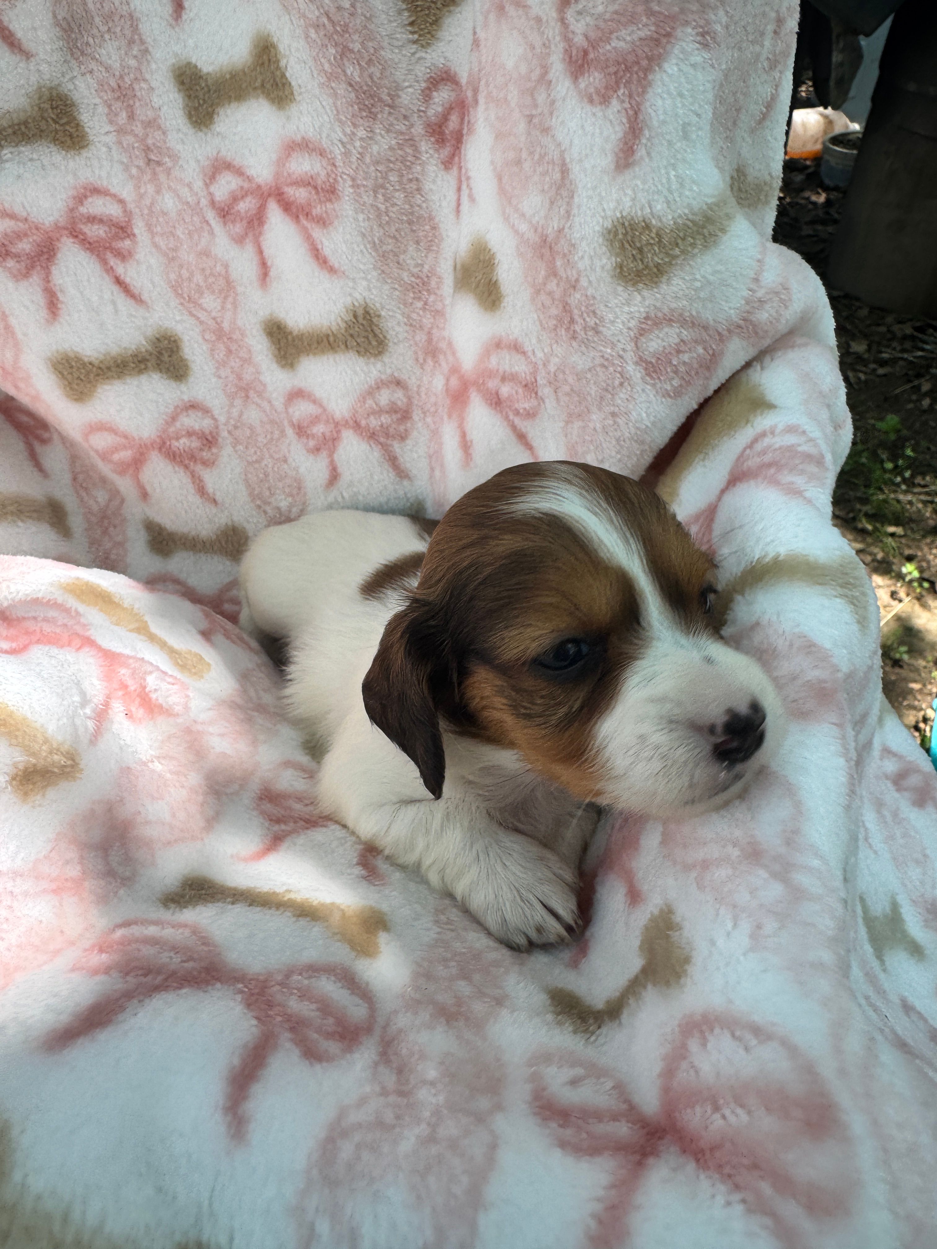 Dolly, a female Miniature Dachshund for sale in Sherman, TX – 4 of 7