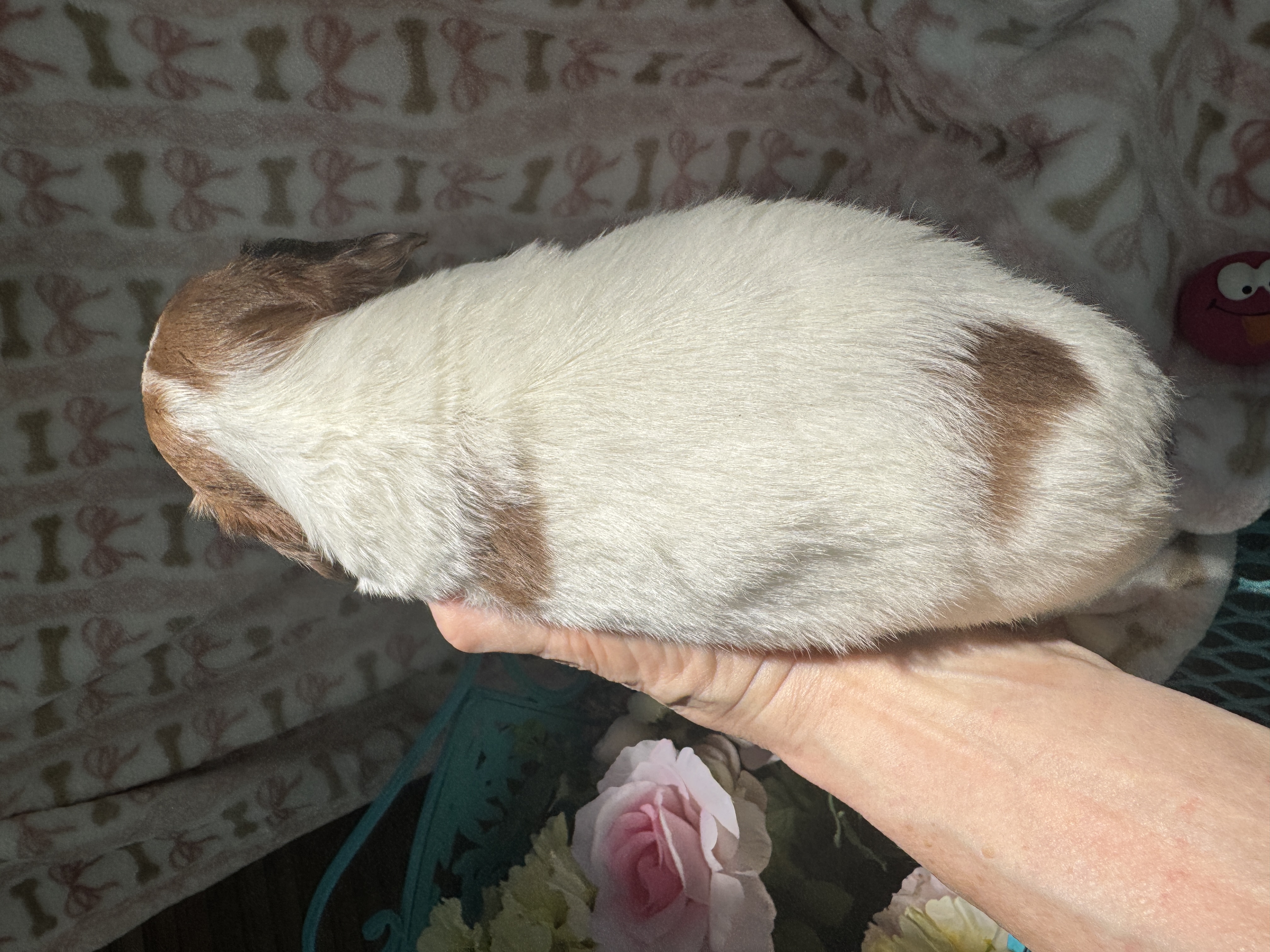 Waylon, a male Miniature Dachshund for sale in Sherman, TX – 5 of 9