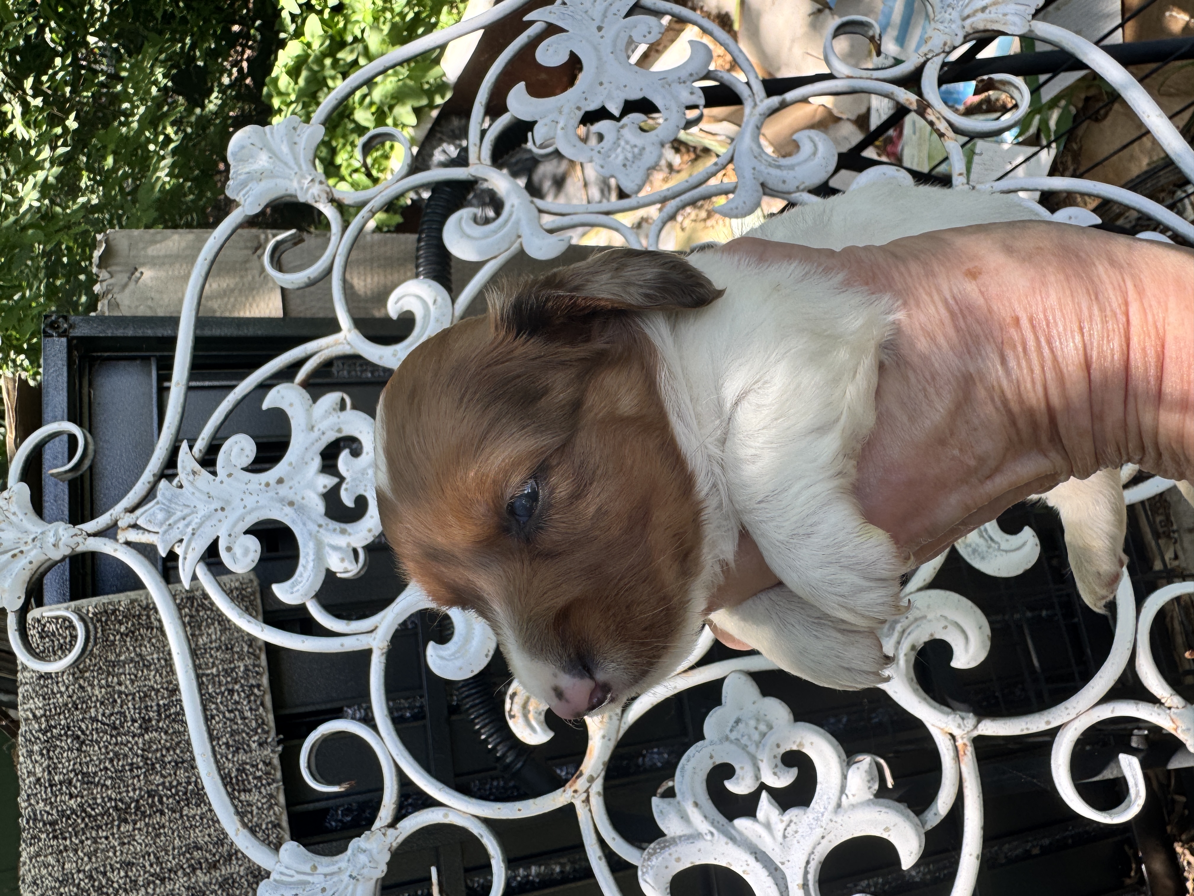 Waylon, a male Miniature Dachshund for sale in Sherman, TX – 4 of 9