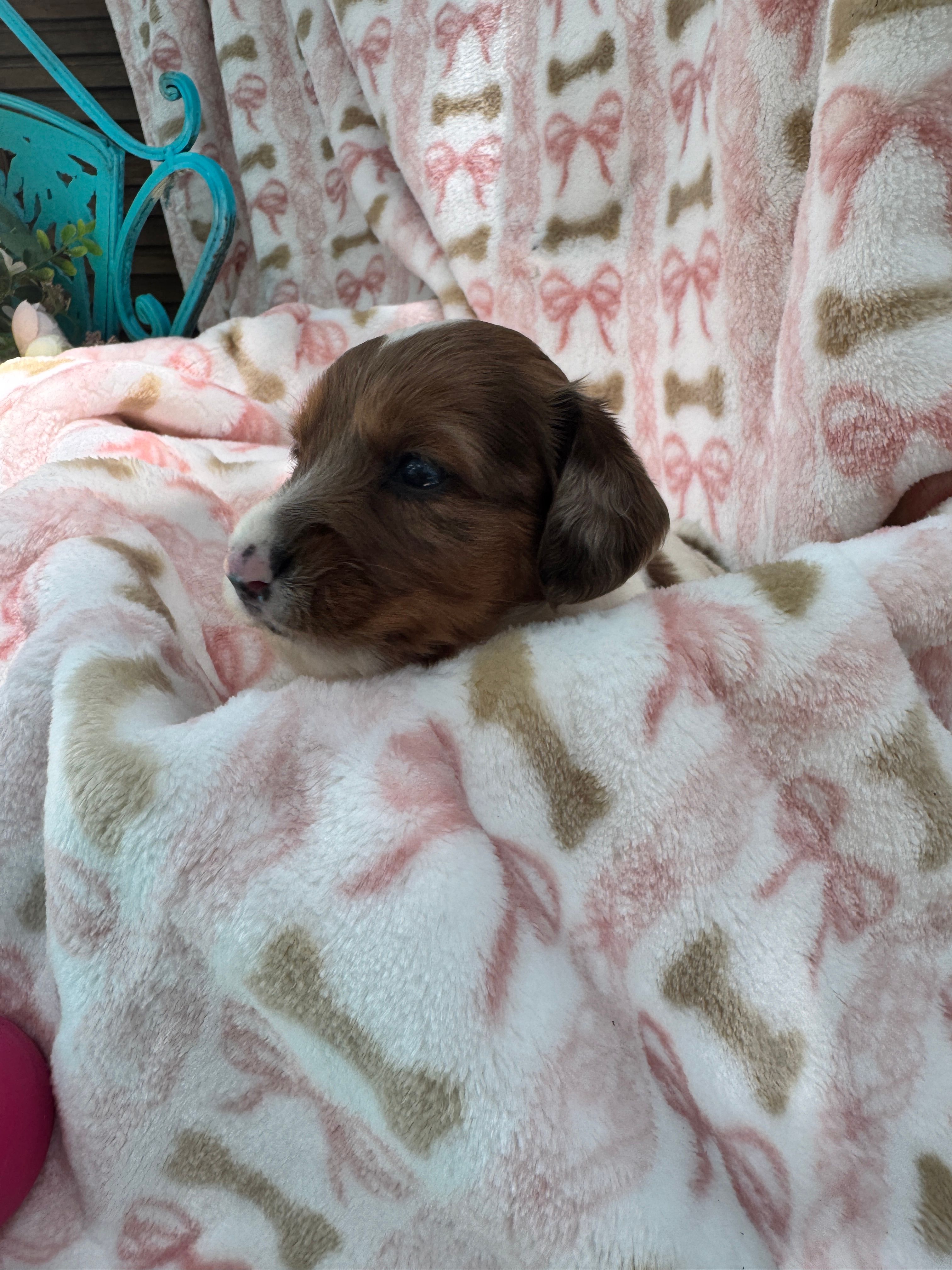 Waylon, a male Miniature Dachshund for sale in Sherman, TX – 3 of 9