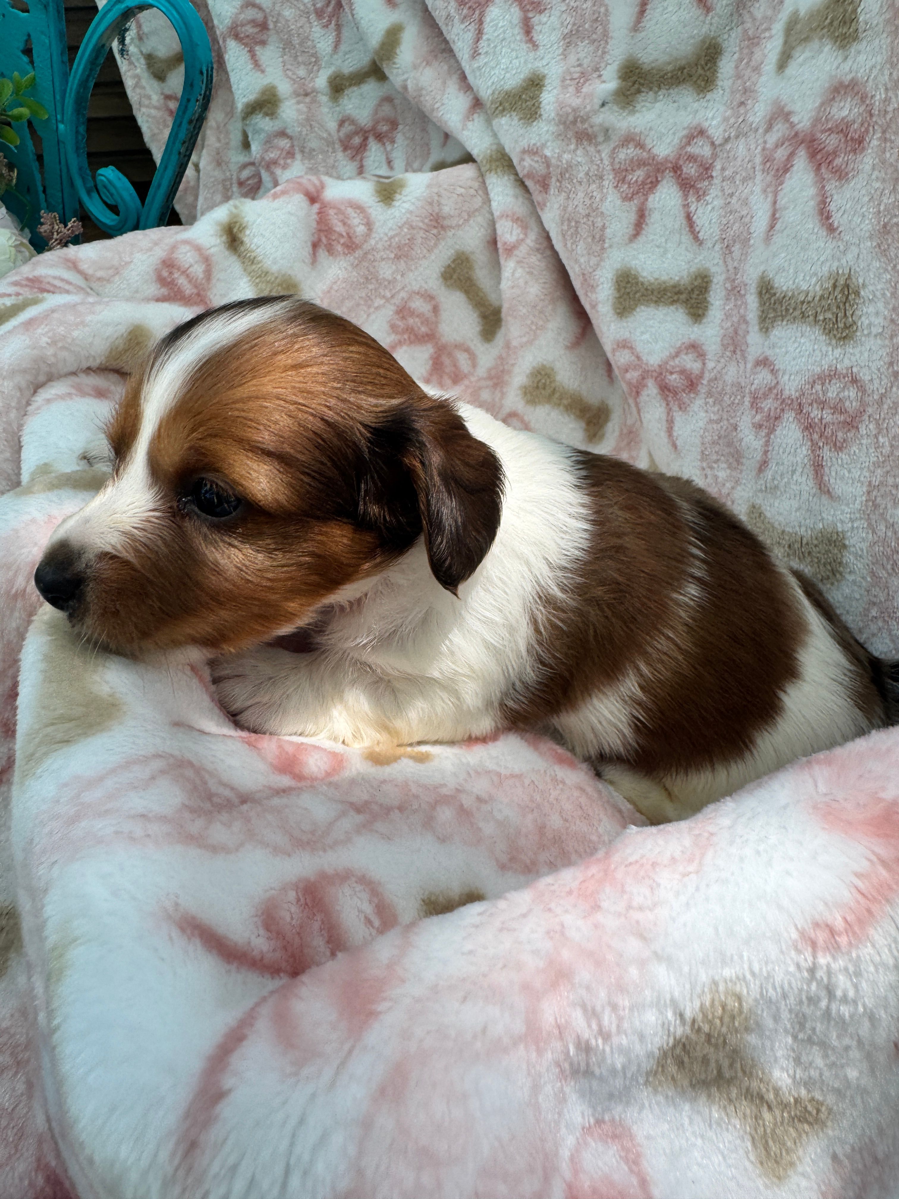 Dolly, a female Miniature Dachshund for sale in Sherman, TX – 3 of 7