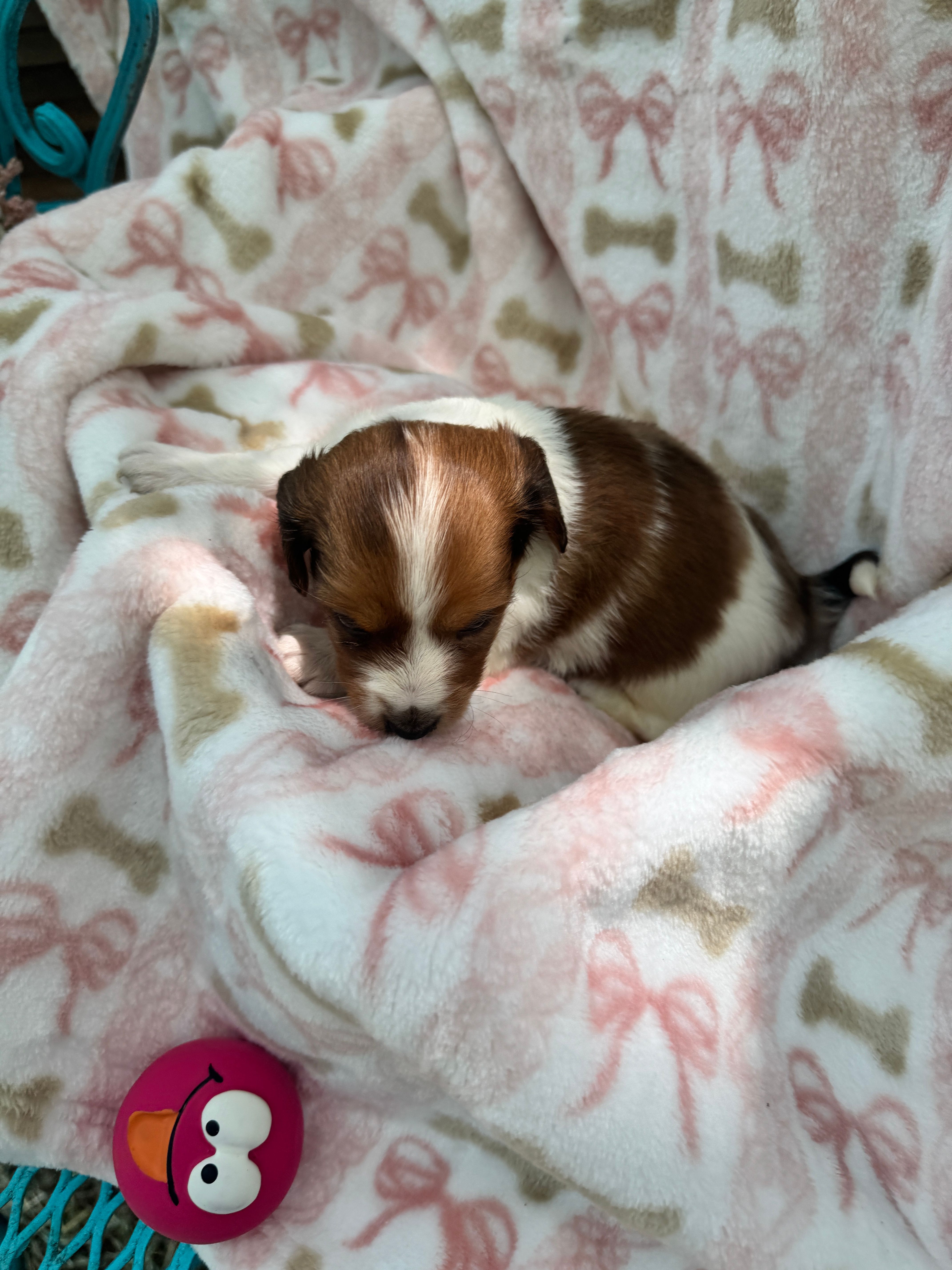 Dolly, a female Miniature Dachshund for sale in Sherman, TX – 5 of 7
