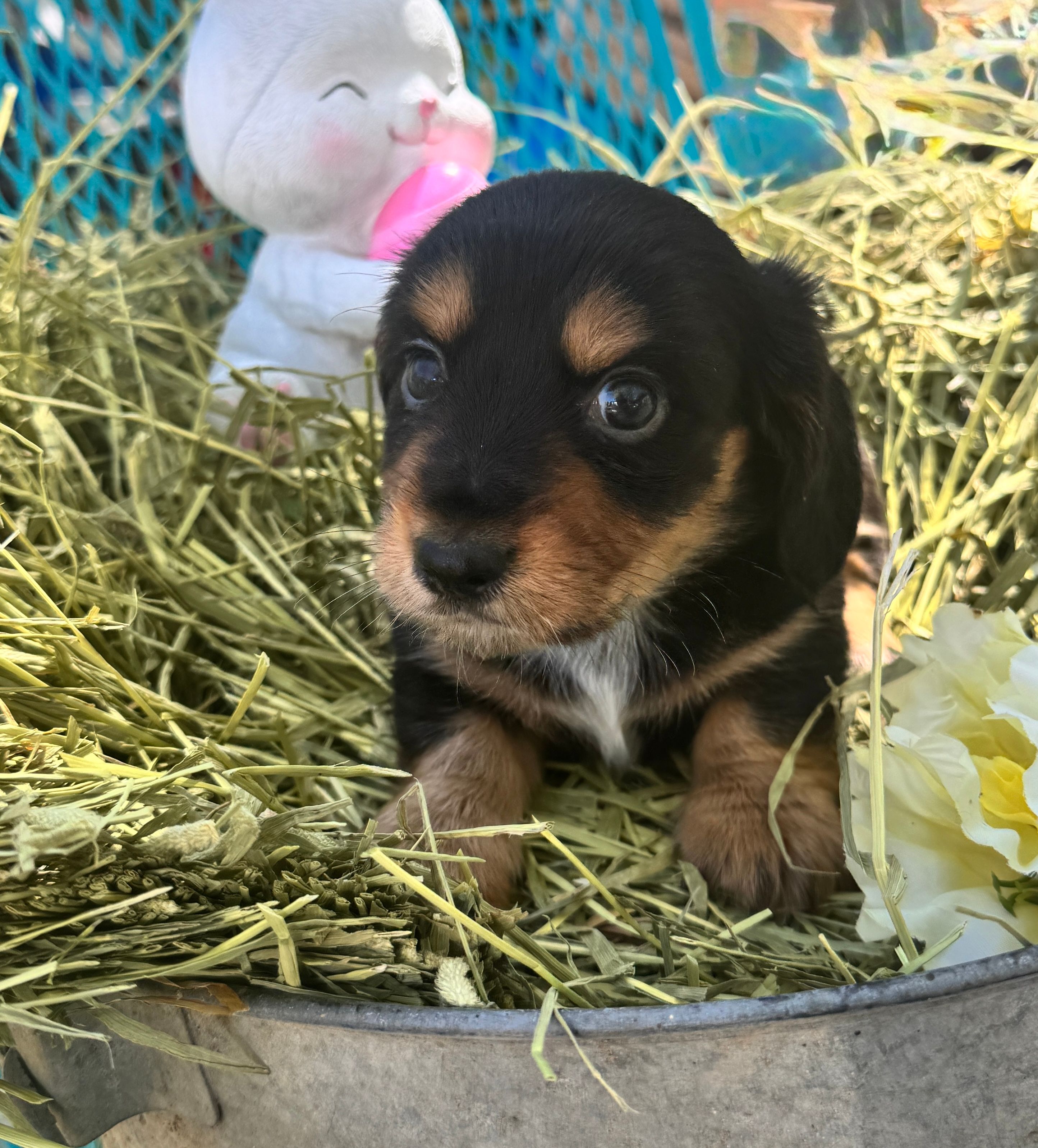 Fritz – Miniature Dachshund puppy for sale in Sherman, TX