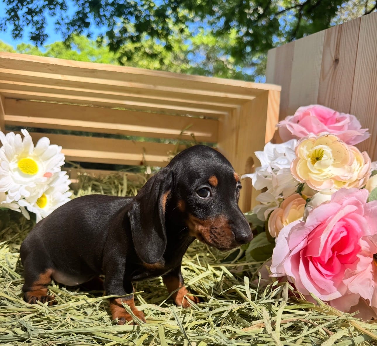 Dixie – Miniature Dachshund puppy for sale in Sherman, TX