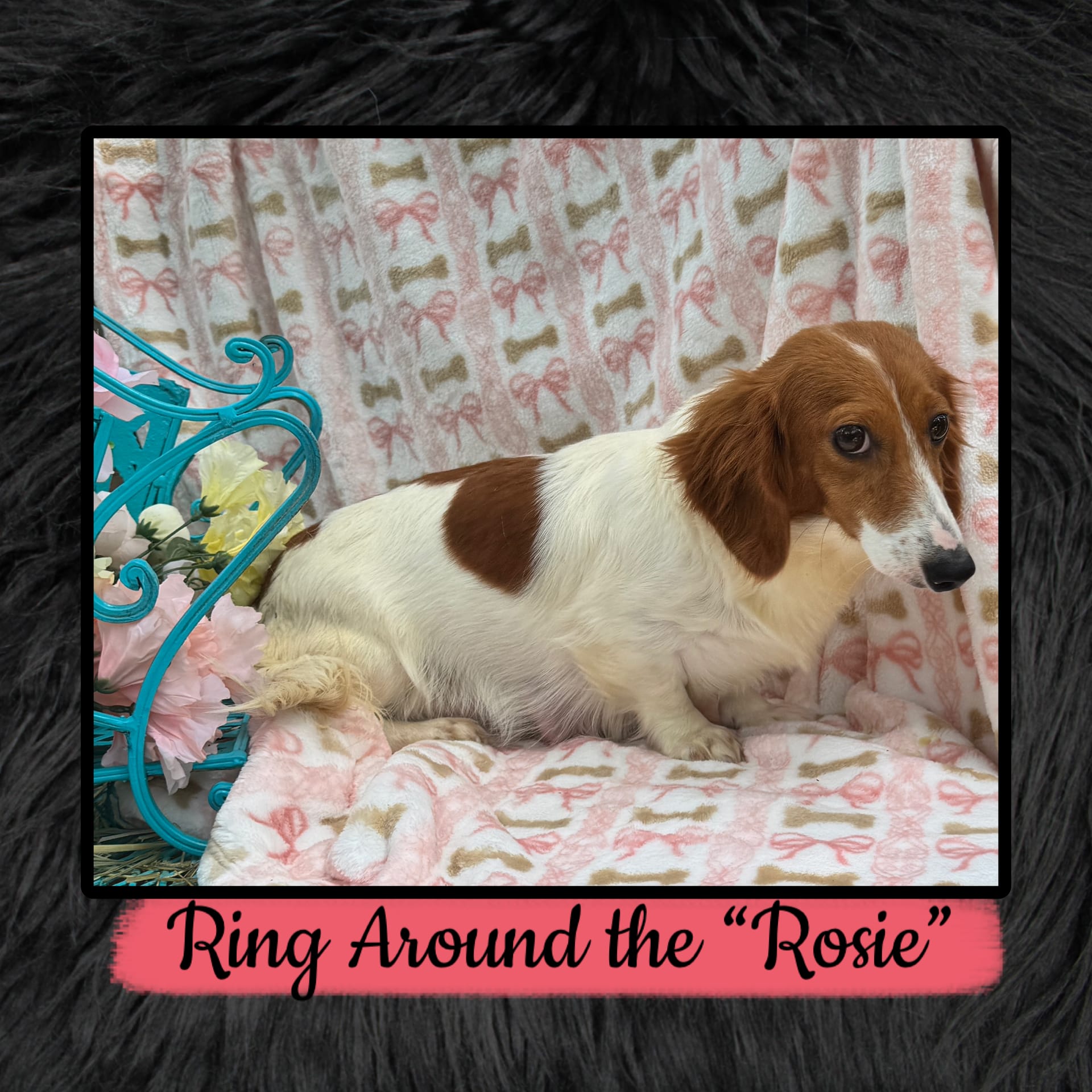 Waylon, a male Miniature Dachshund for sale in Sherman, TX – 8 of 9
