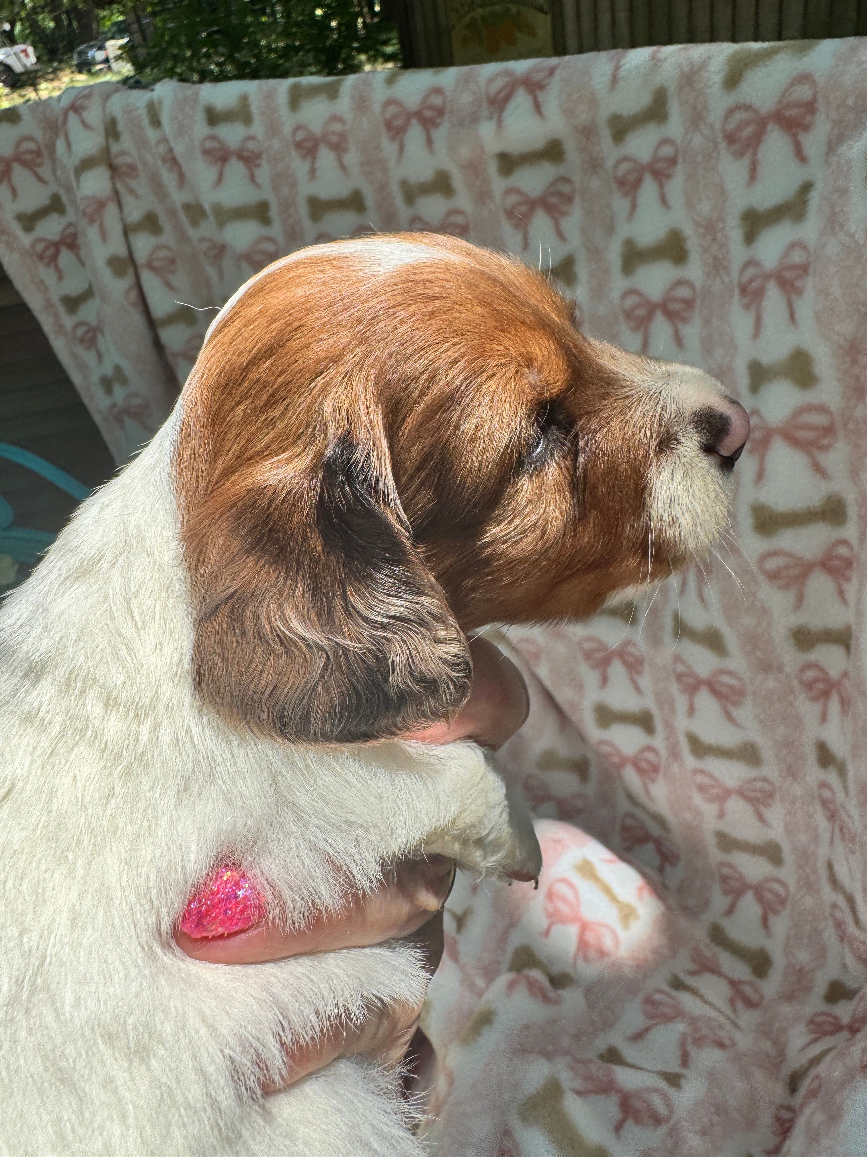 Waylon, a male Miniature Dachshund for sale in Sherman, TX – 2 of 9