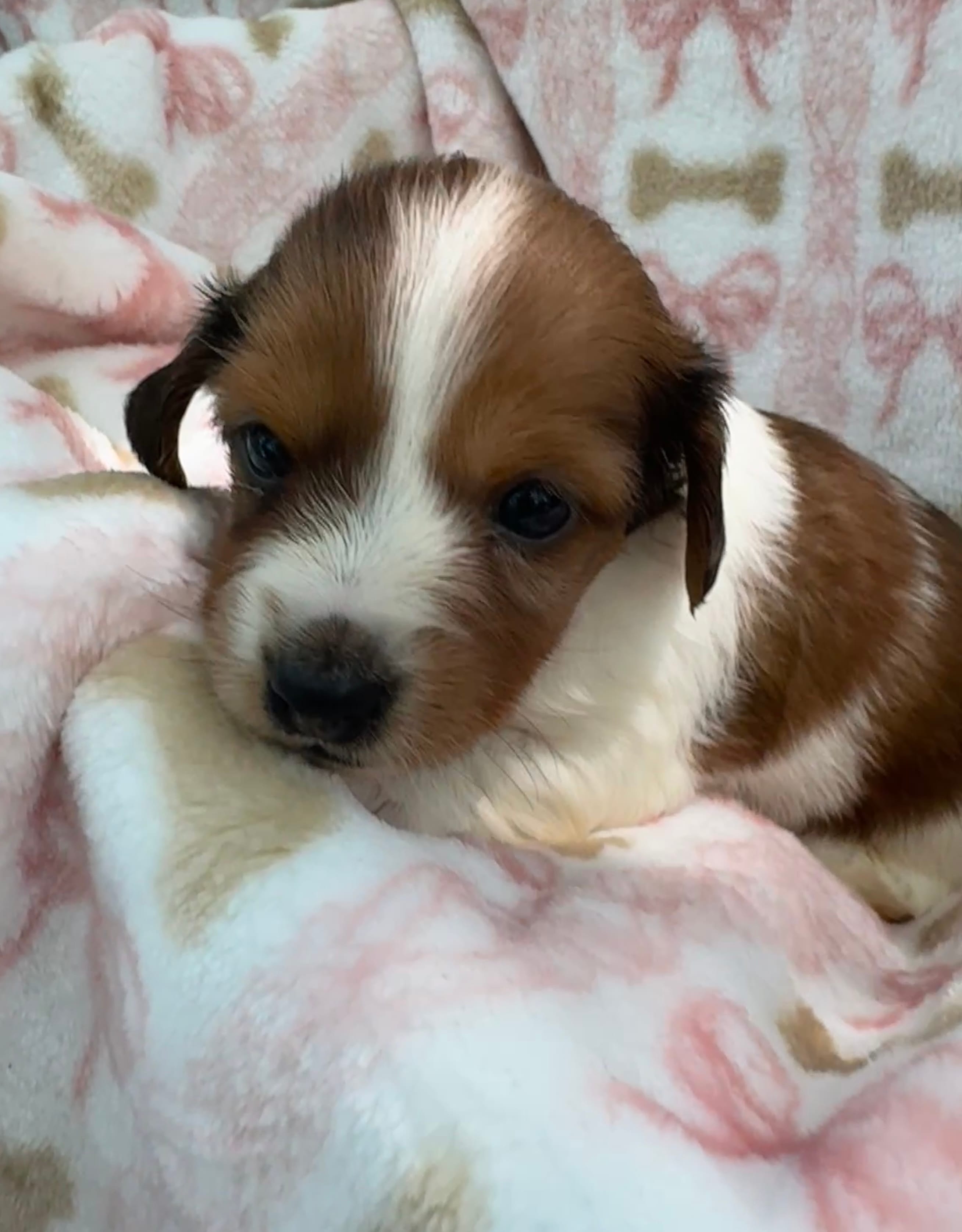 Dolly – Miniature Dachshund puppy for sale in Sherman, TX